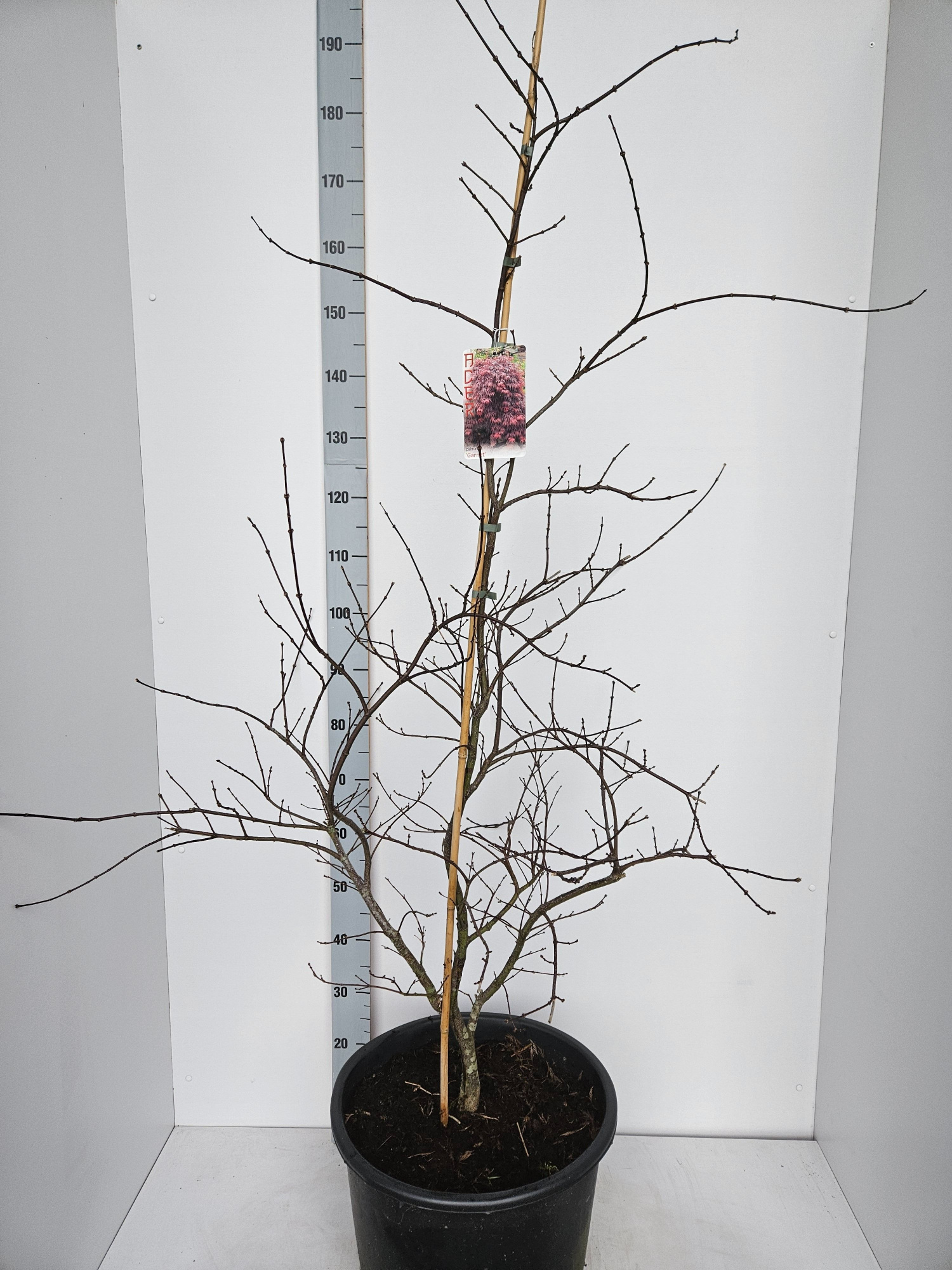 Acer palmatum 'Garnet', D 43