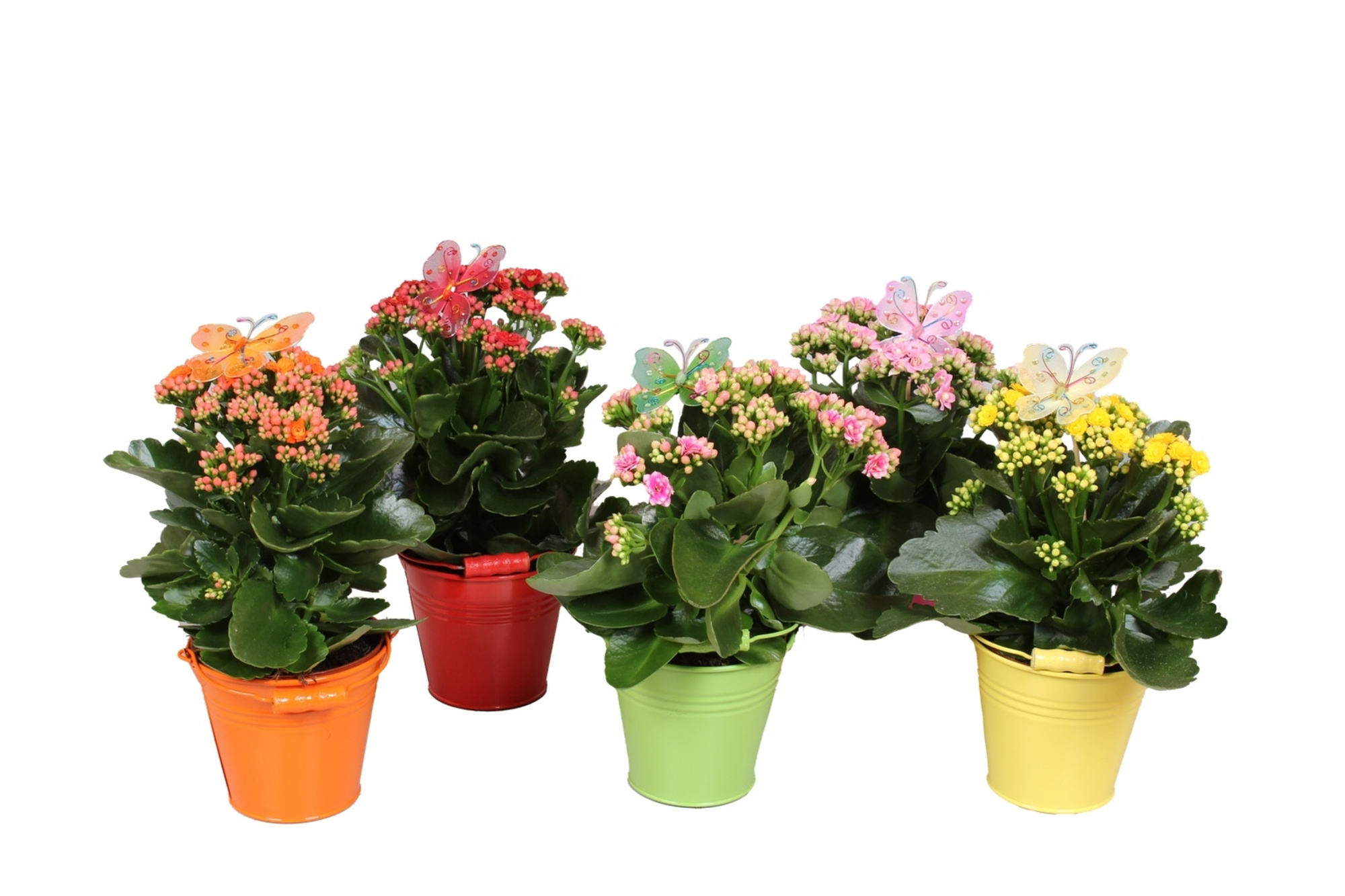 Calandiva 12 cm in Zinken emmer met Vlinder steker, D 13