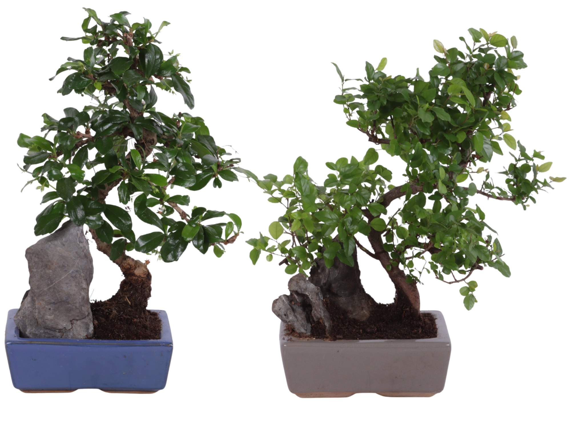 Bonsai S-Shape Mix with Rock in Ø15cm Ceramic, D 15 cm
