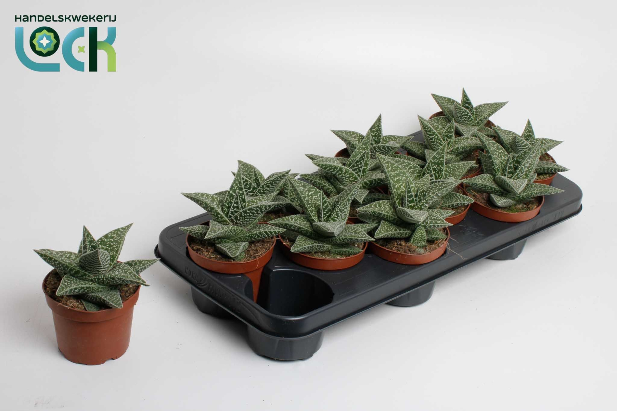 Gasteria Aveo, D 10,5