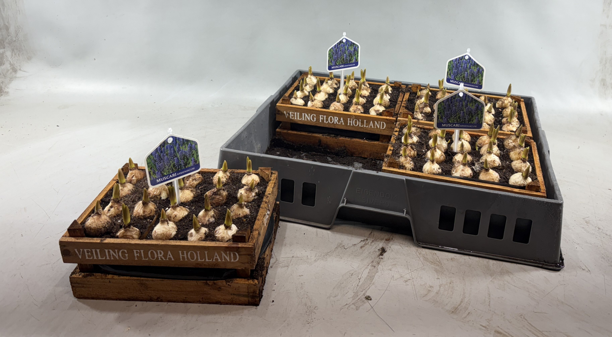 Muscari in veilingkist hoog, bruin, 'floraholland' opdruk, D 23