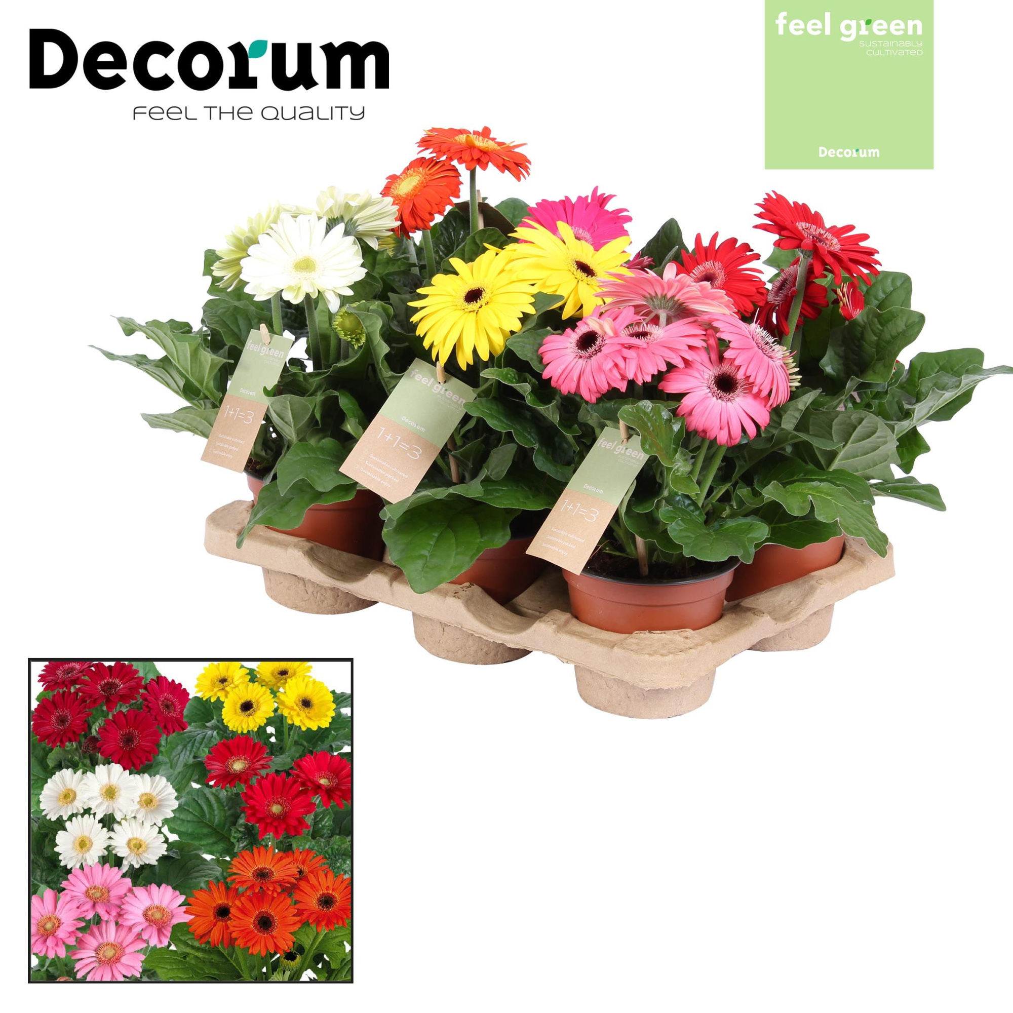 Gerbera 2+ bl. Feel Green, nature Decorum, D 12 cm