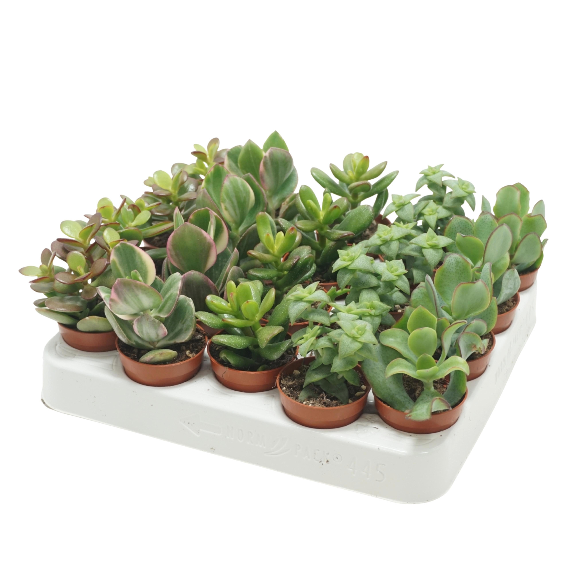 Crassula mix 5,5 cm, D 5,5