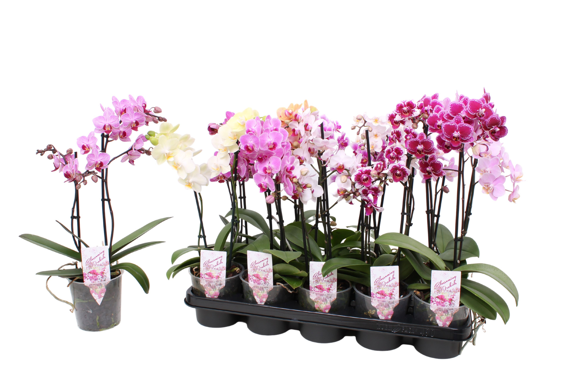 Phal. Multiflora 2-tak mix 18+, D 12