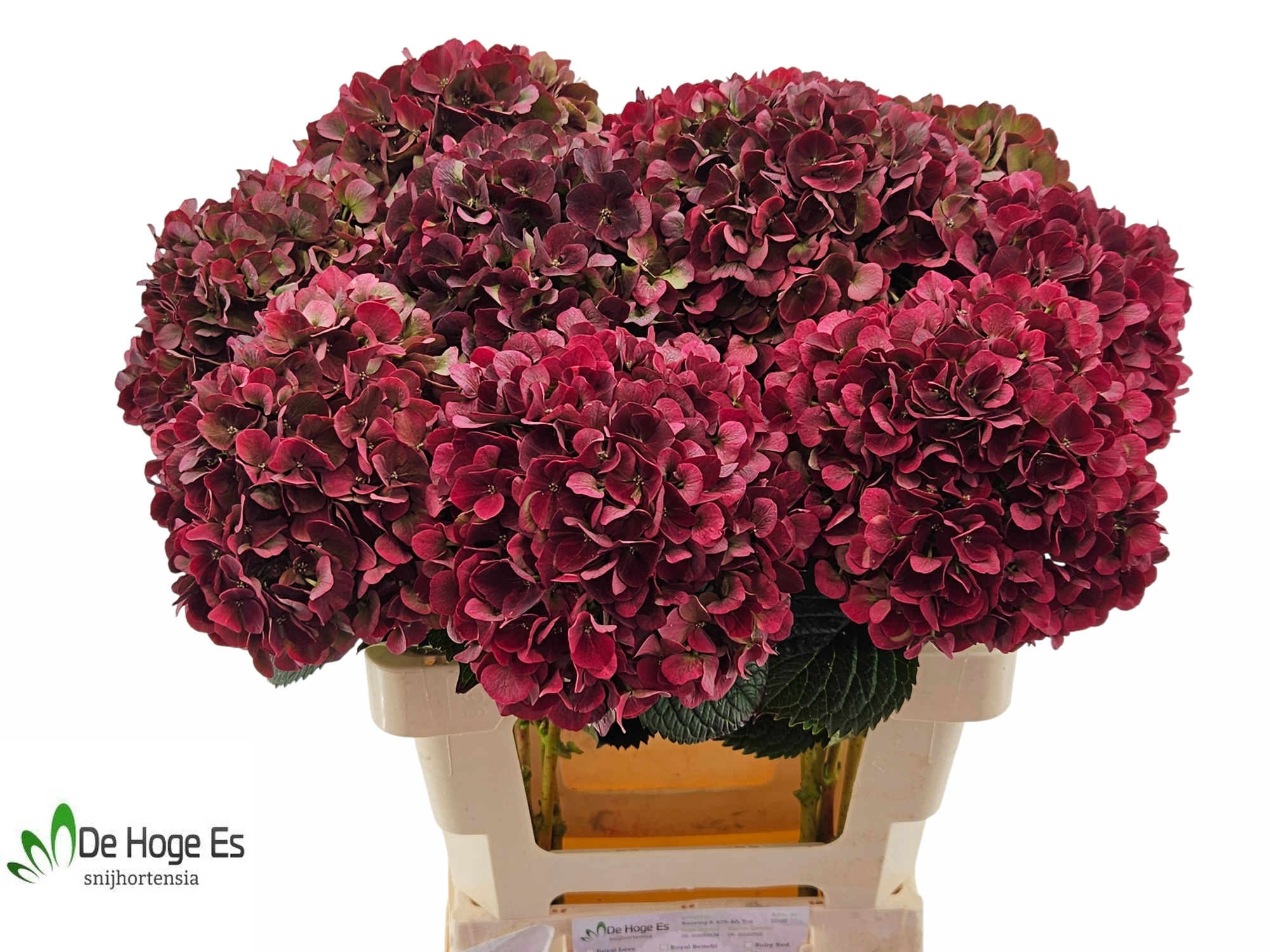 Гортензия Мэджикал Пинк Руби Классик 60, шт.