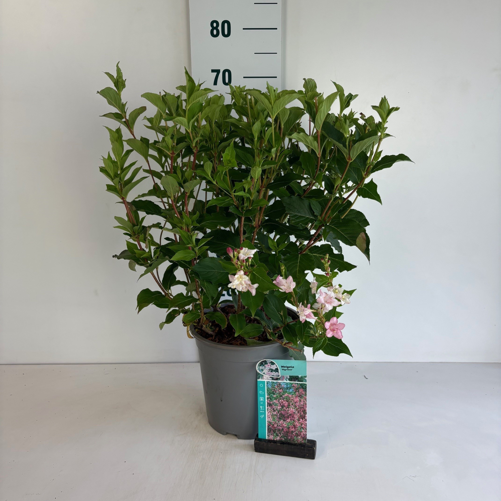 Weigela Styriaca, D 24 cm