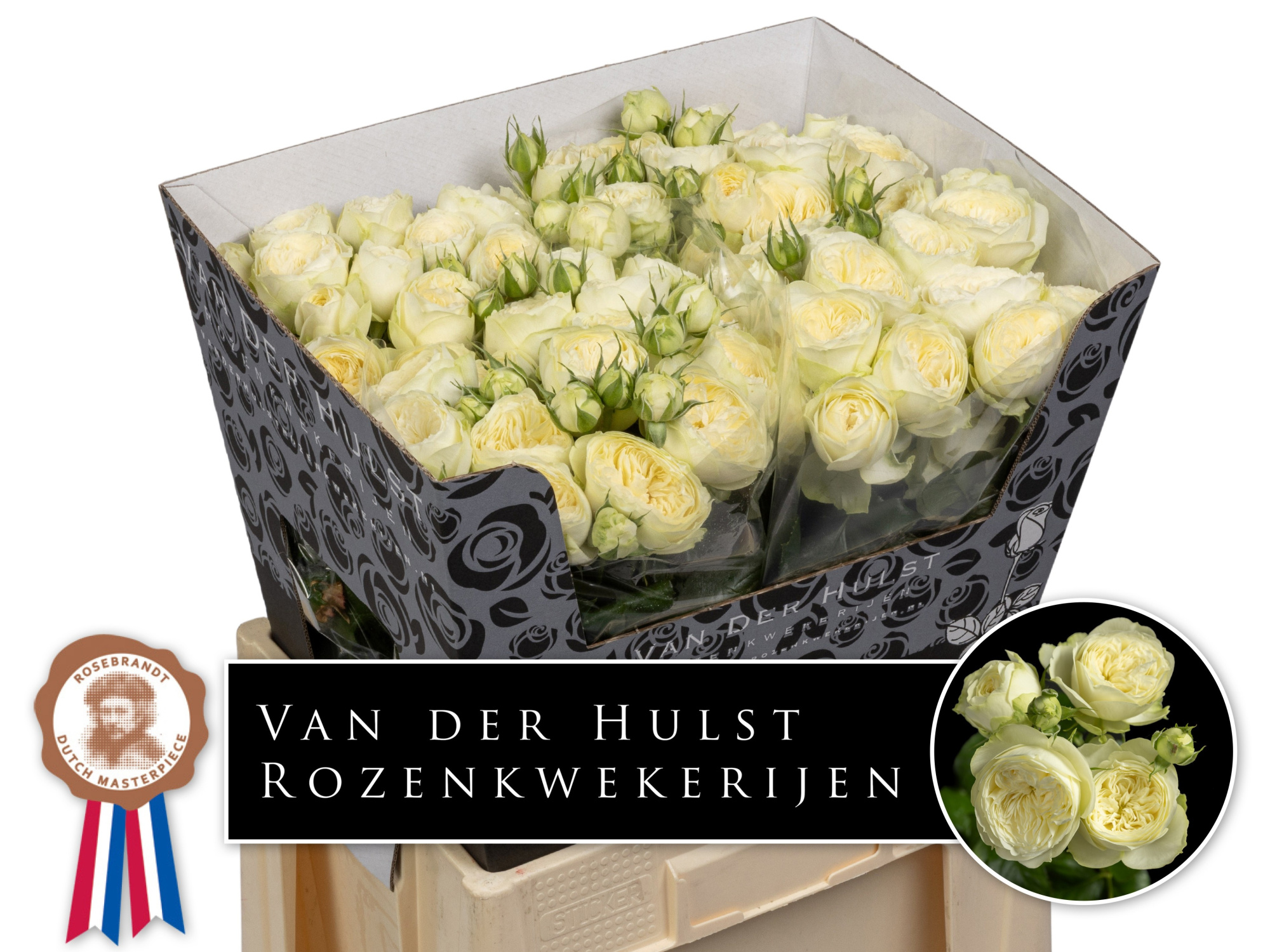 Роза куст. Аяла! 60, шт.