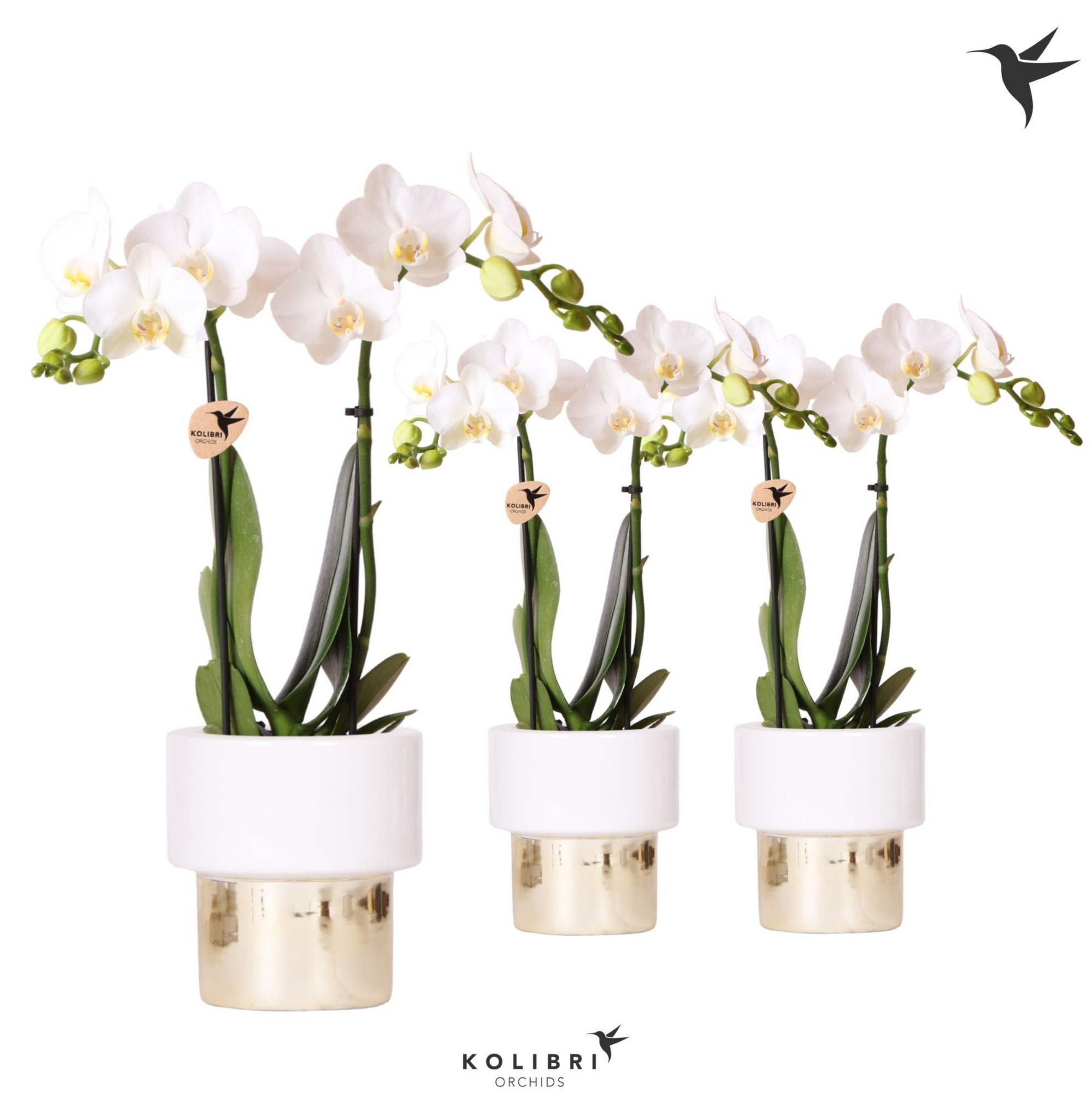 Kolibri Orchids Phalaenopsis white 2 spike in Lush pot, D 9