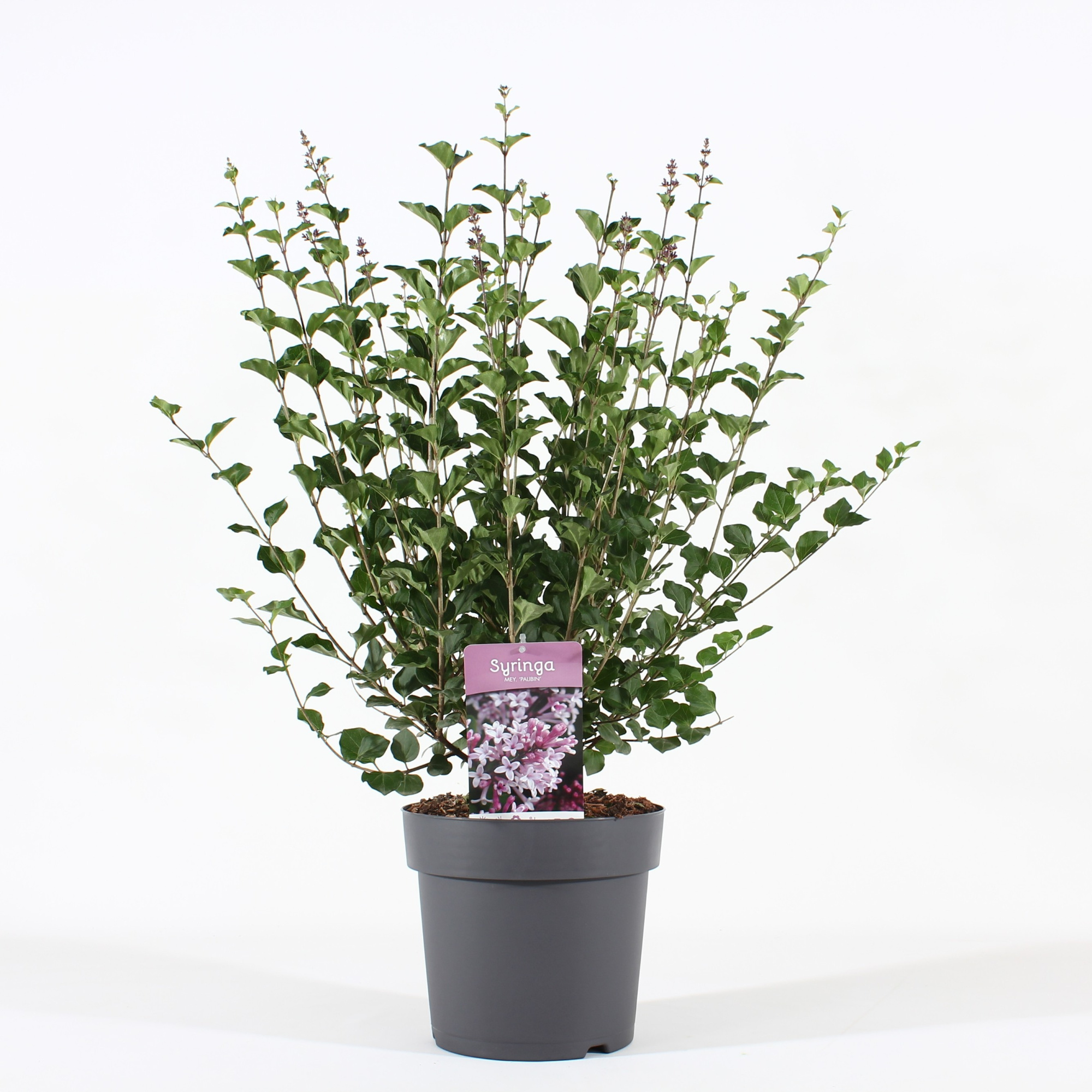 Syringa mey. 'Palibin' C7, D 26 cm
