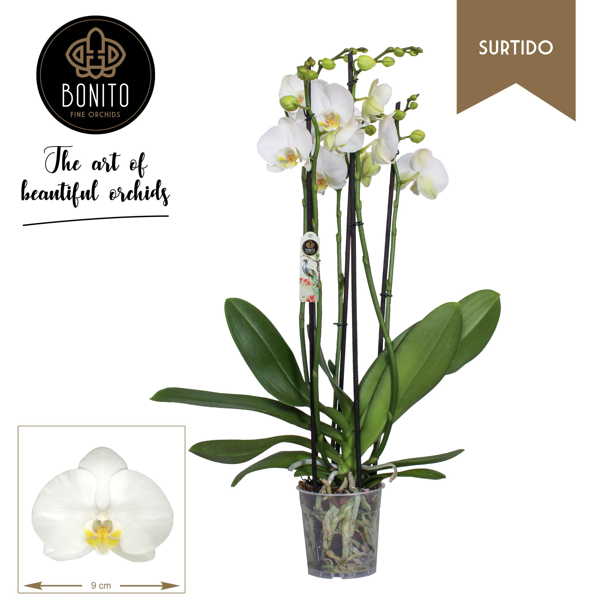 Phal. Surtido - Nottingham 5-Tak, D 12 cm