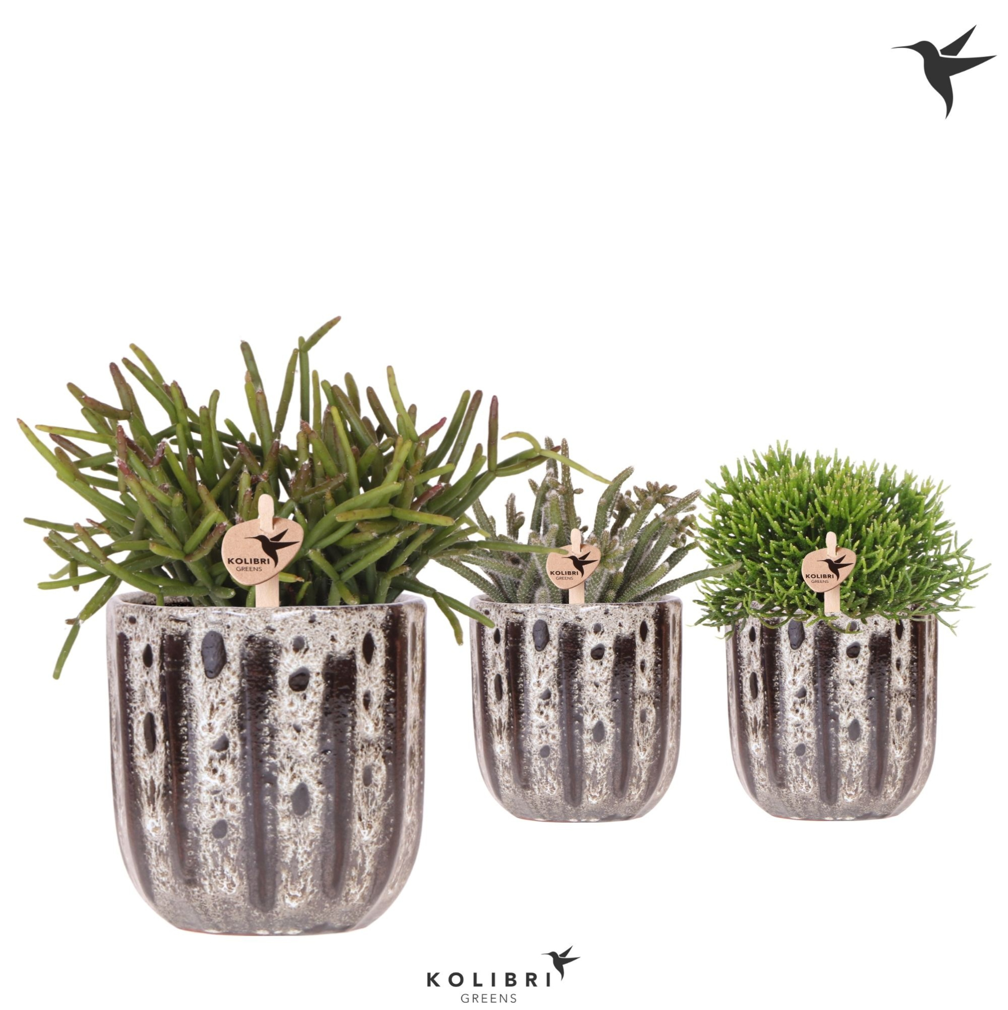 Kolibri Greens Rhipsalis mix in Soul pot, D 9 cm