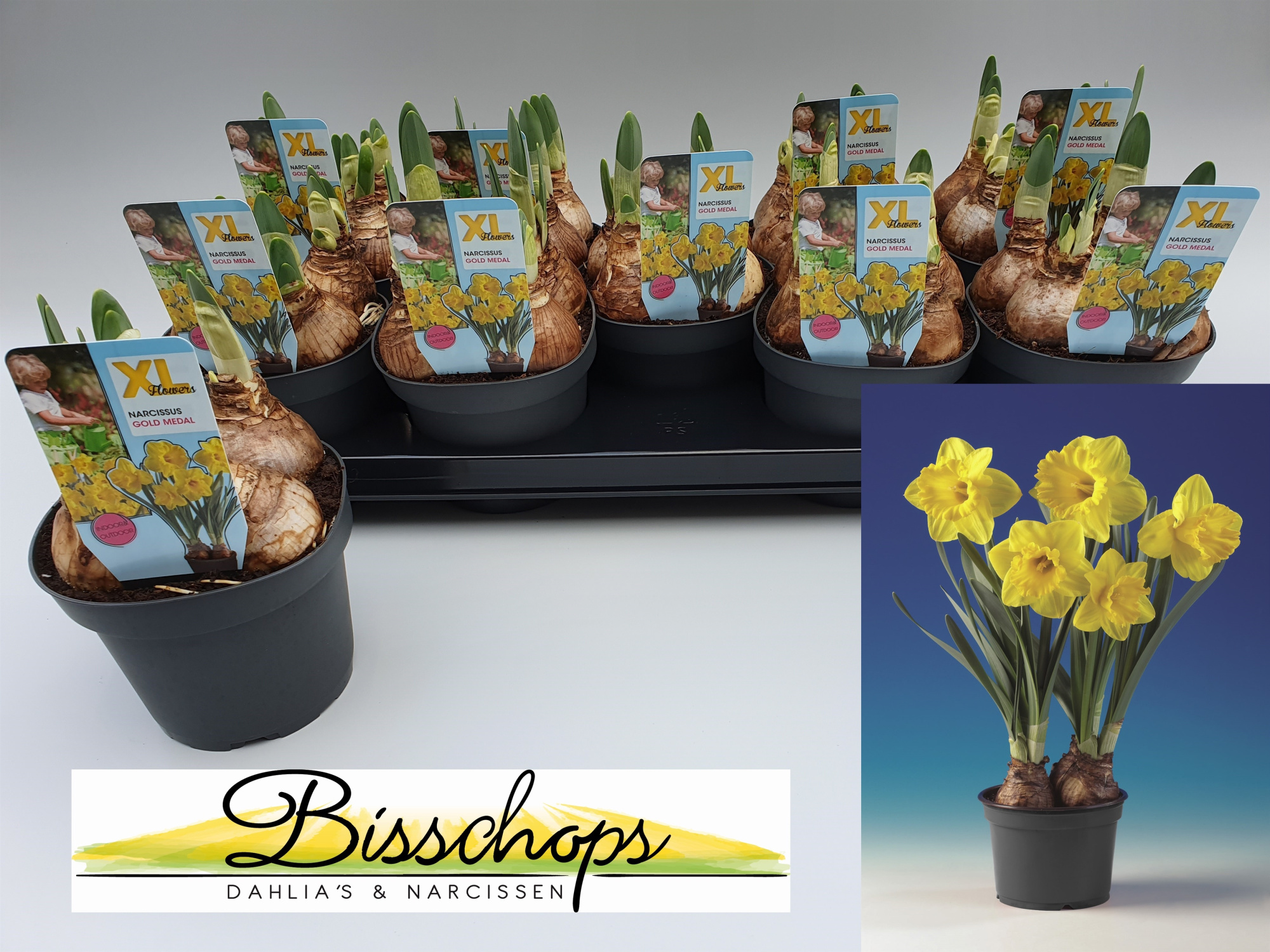 Narcissus Gold medal, D 13