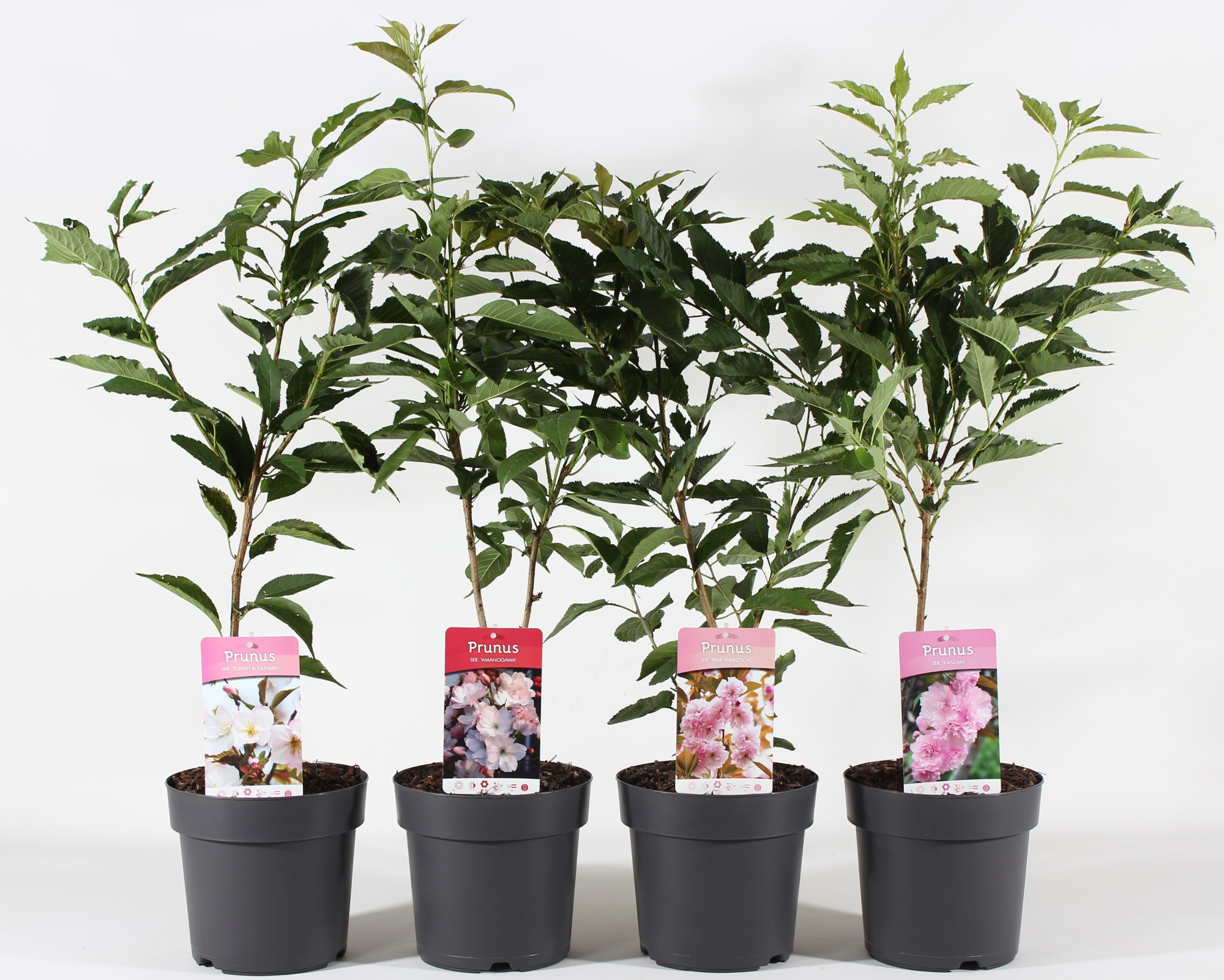 Prunus ser. mix P21/C4.6, D 21 cm