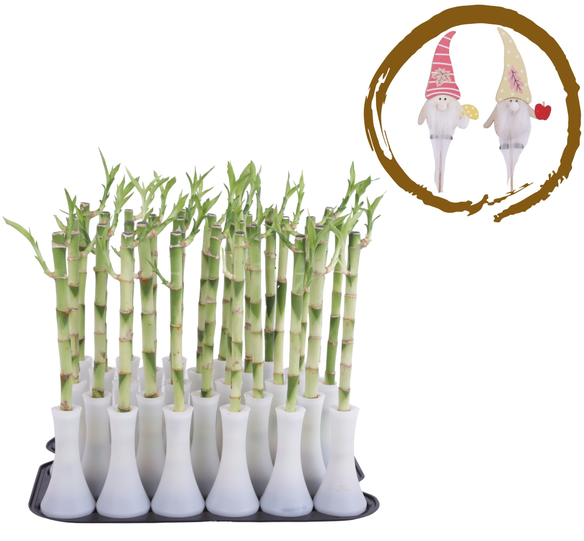 Lucky Bamboo Stem Straight 30cm in Tube Vase White, D 6 cm