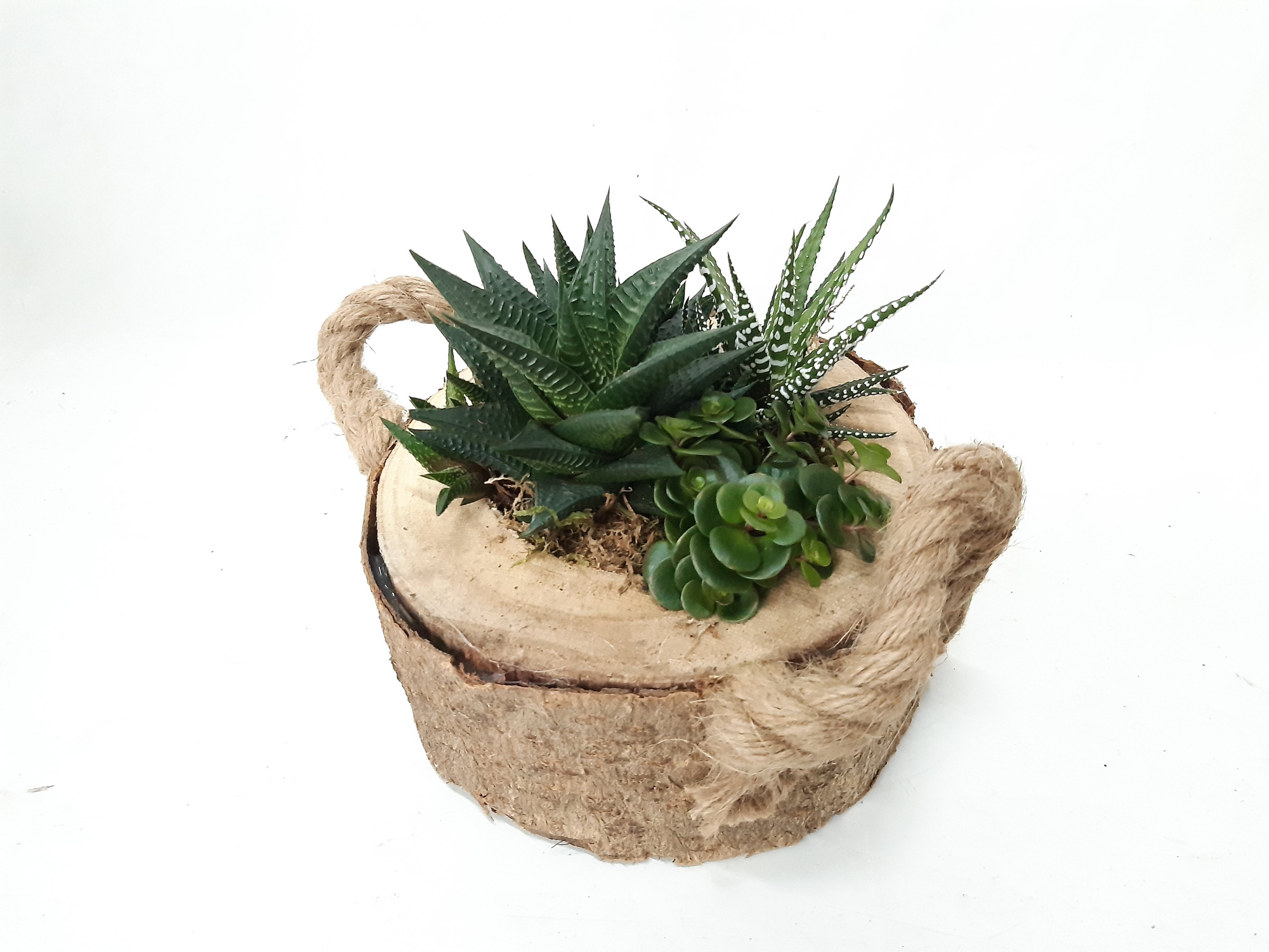 BSL20SUC Boomstam Schijf Succulentmix, D 20 cm