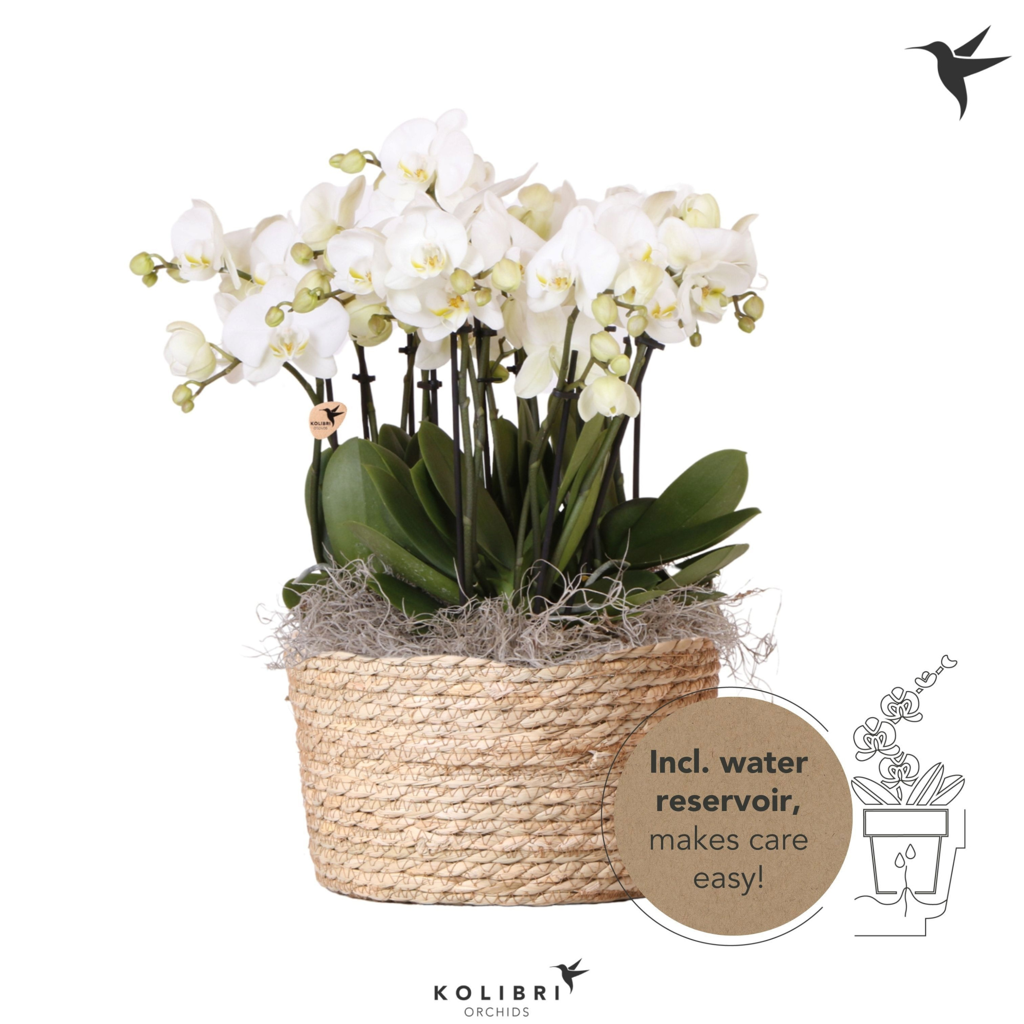 Kolibri Orchids Phalaenopsis Mono Bouquet Ghent 9 spike in Reed Basket with watering system, D 28