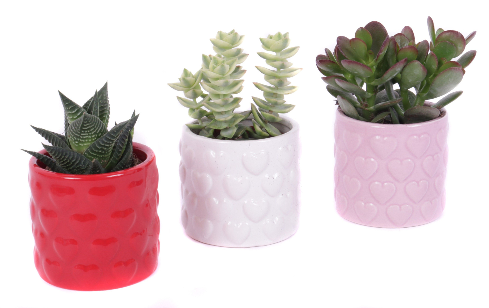 Succulent 5,5 cm in 3 kleuren keramieke pot met hartjes, D 7