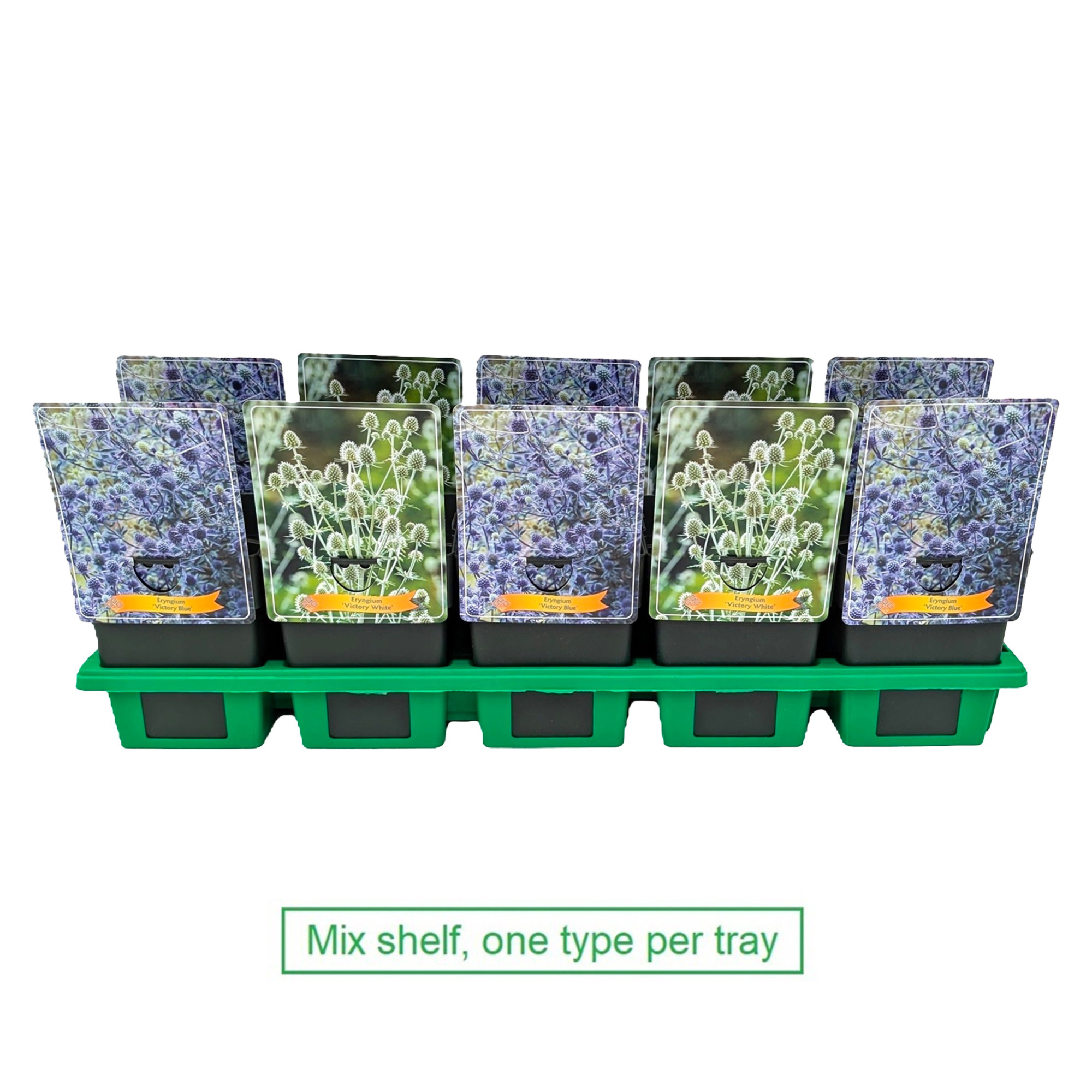Eryngium mix 2x10 srt. per laag P11, D 11 cm