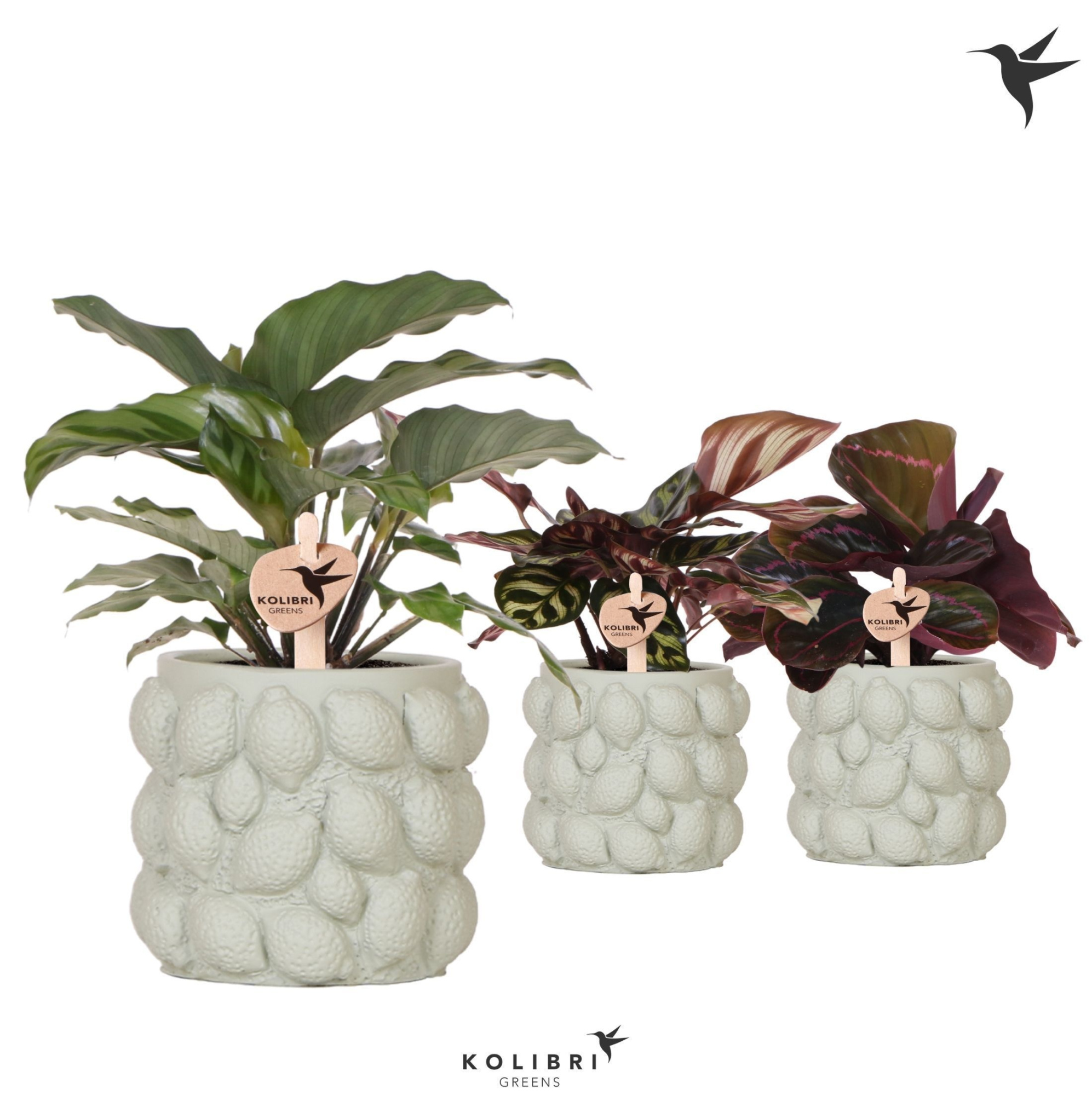 Kolibri Greens Calathea mix in Citrus pot green, D 9 cm