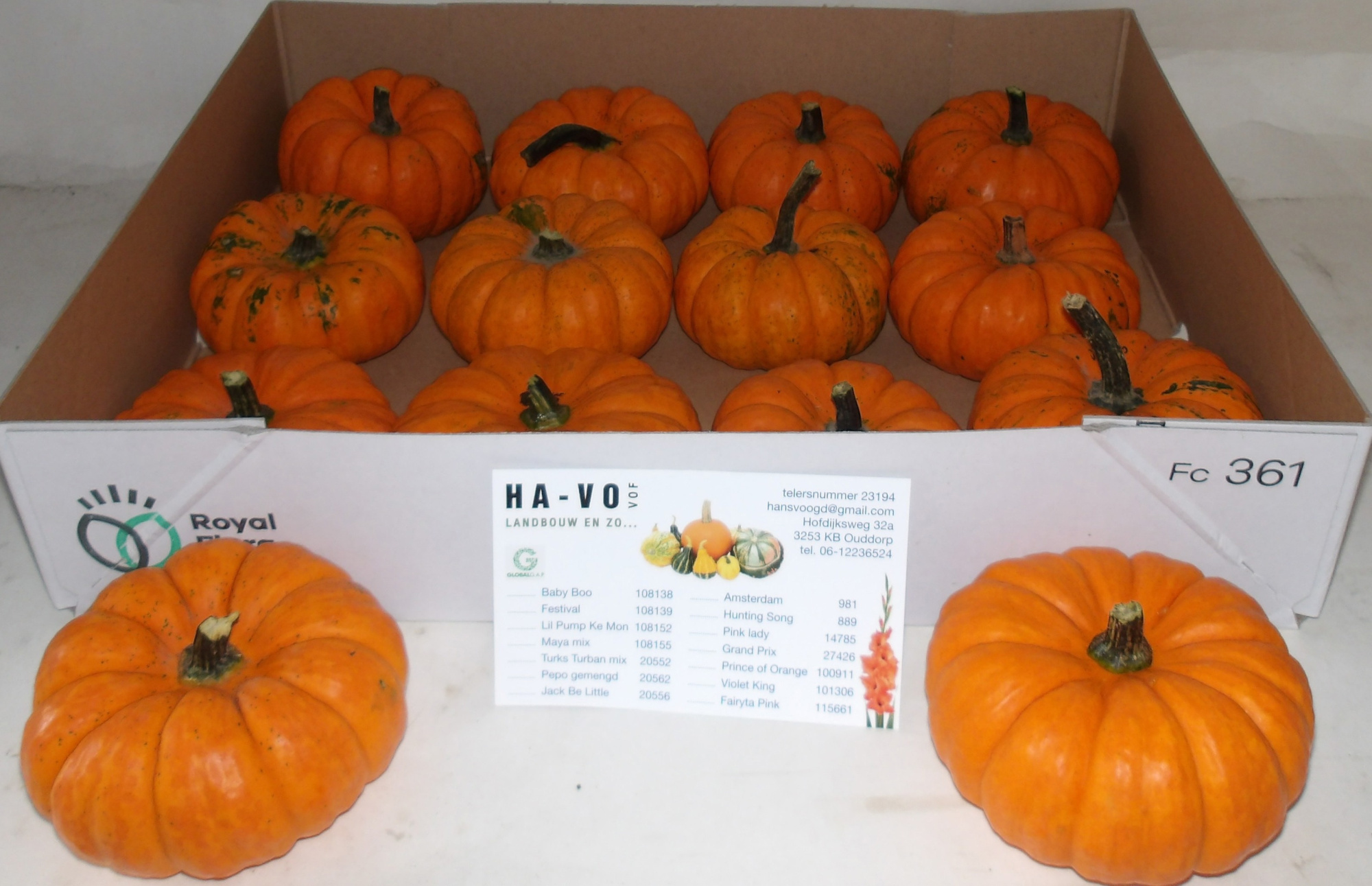 Кукурбита Джек Би Литтл x12, шт.