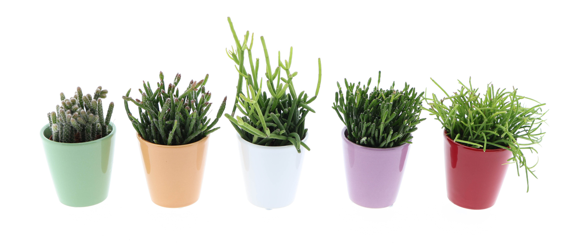 Kleurpot rhipsalis mix, D 5,5 cm