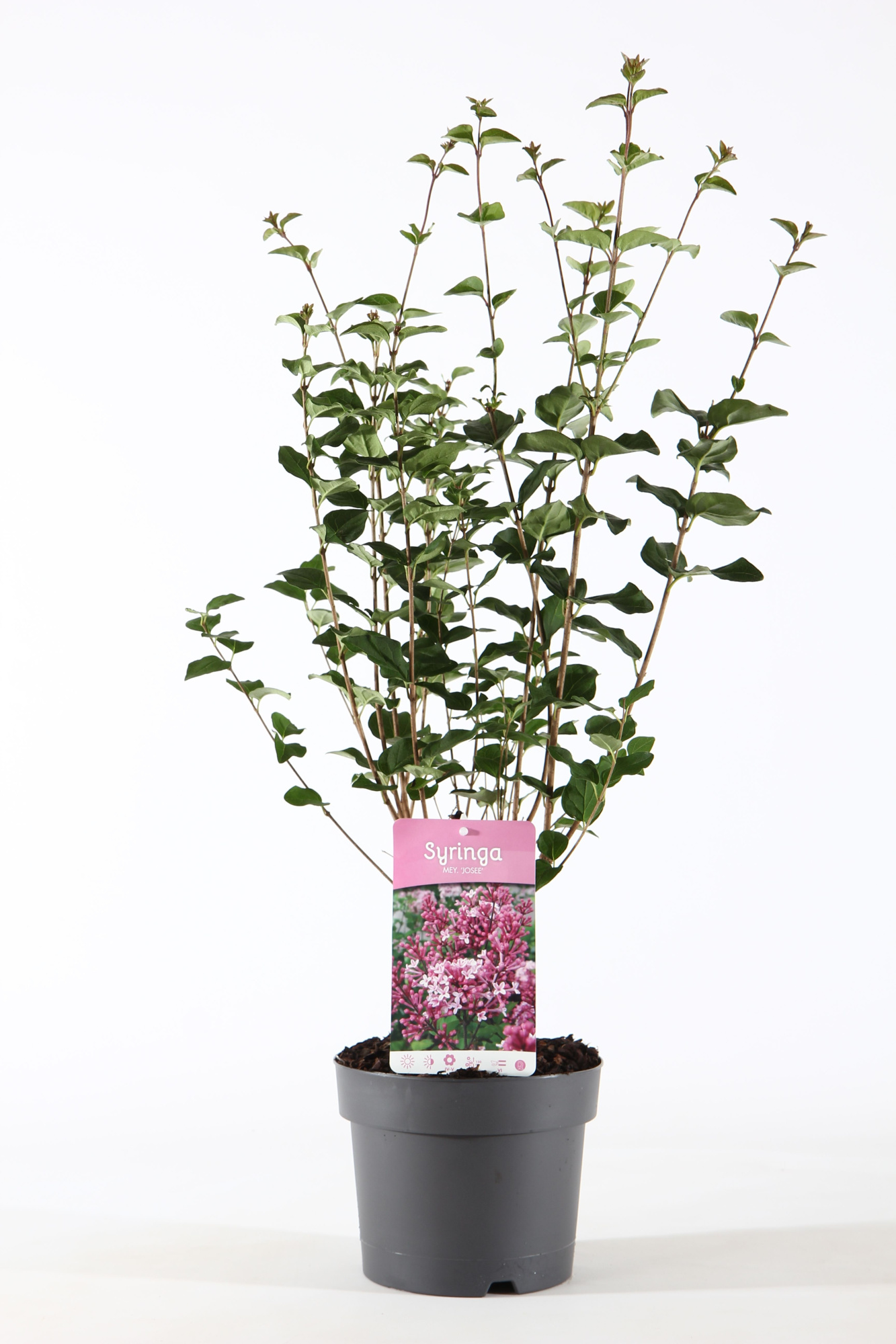 Syringa mey. 'Josée' P19/C3, D 19 cm