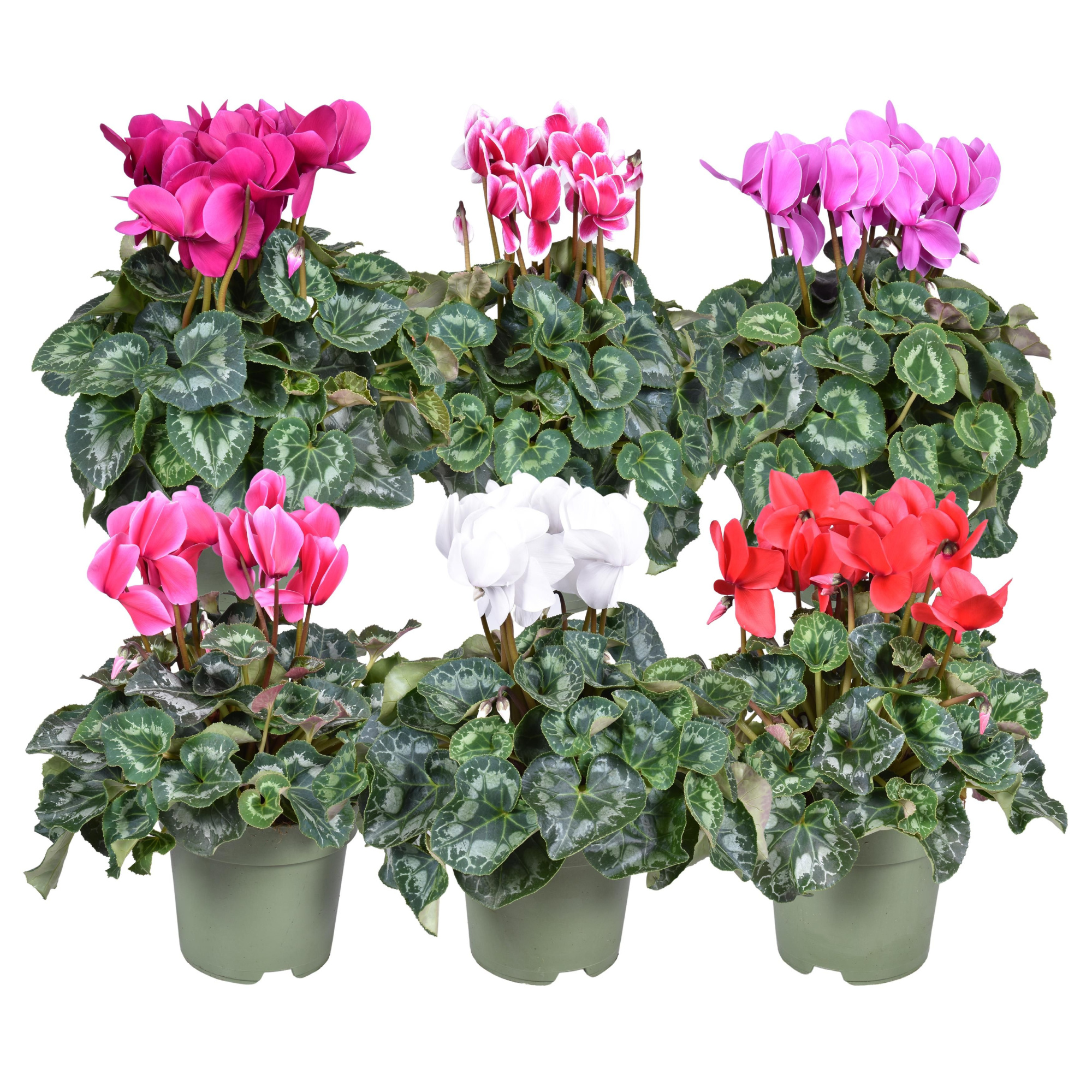 Cyclamen Halios gemengd 17cm, D 17 cm