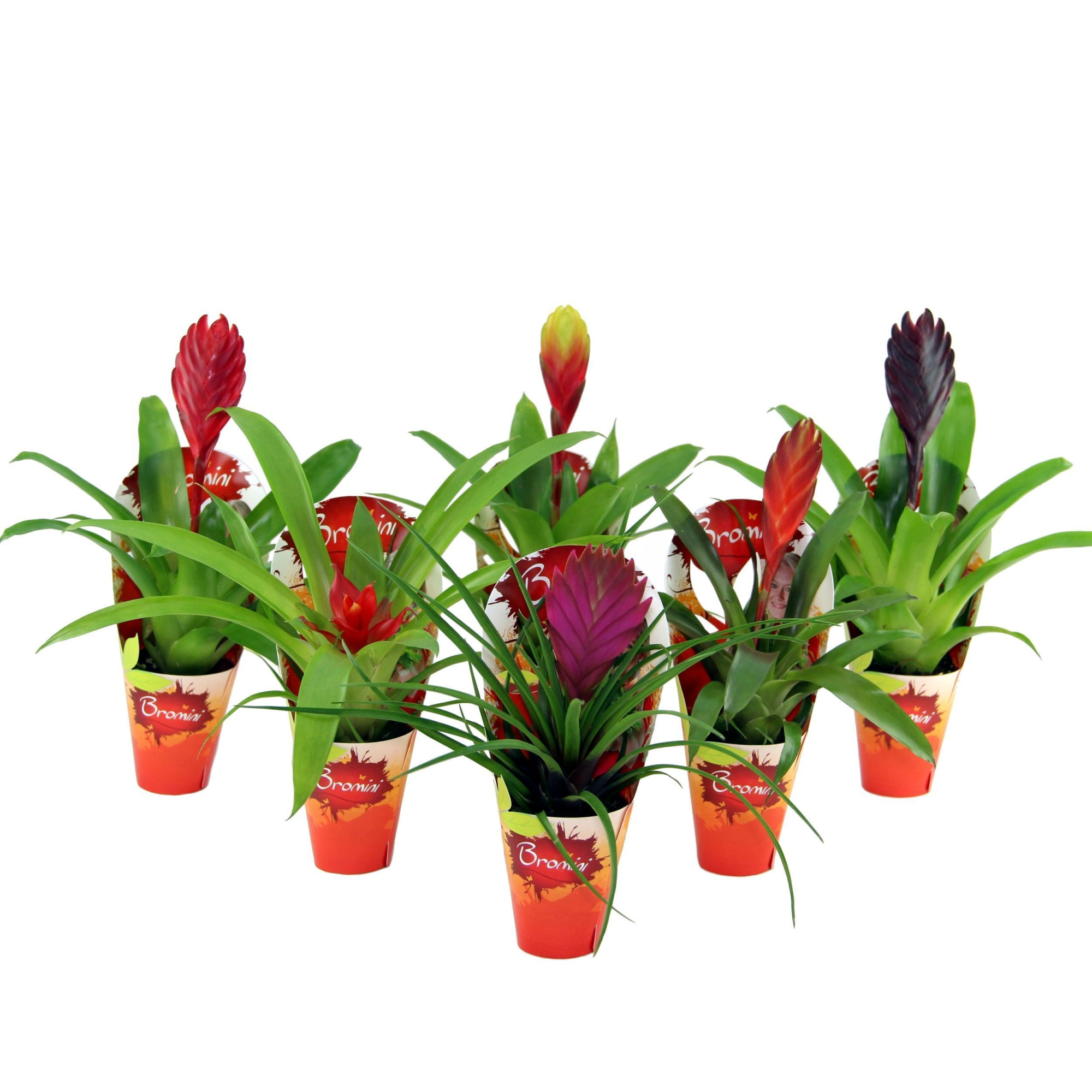 Bromini met Potcover, D 6 cm