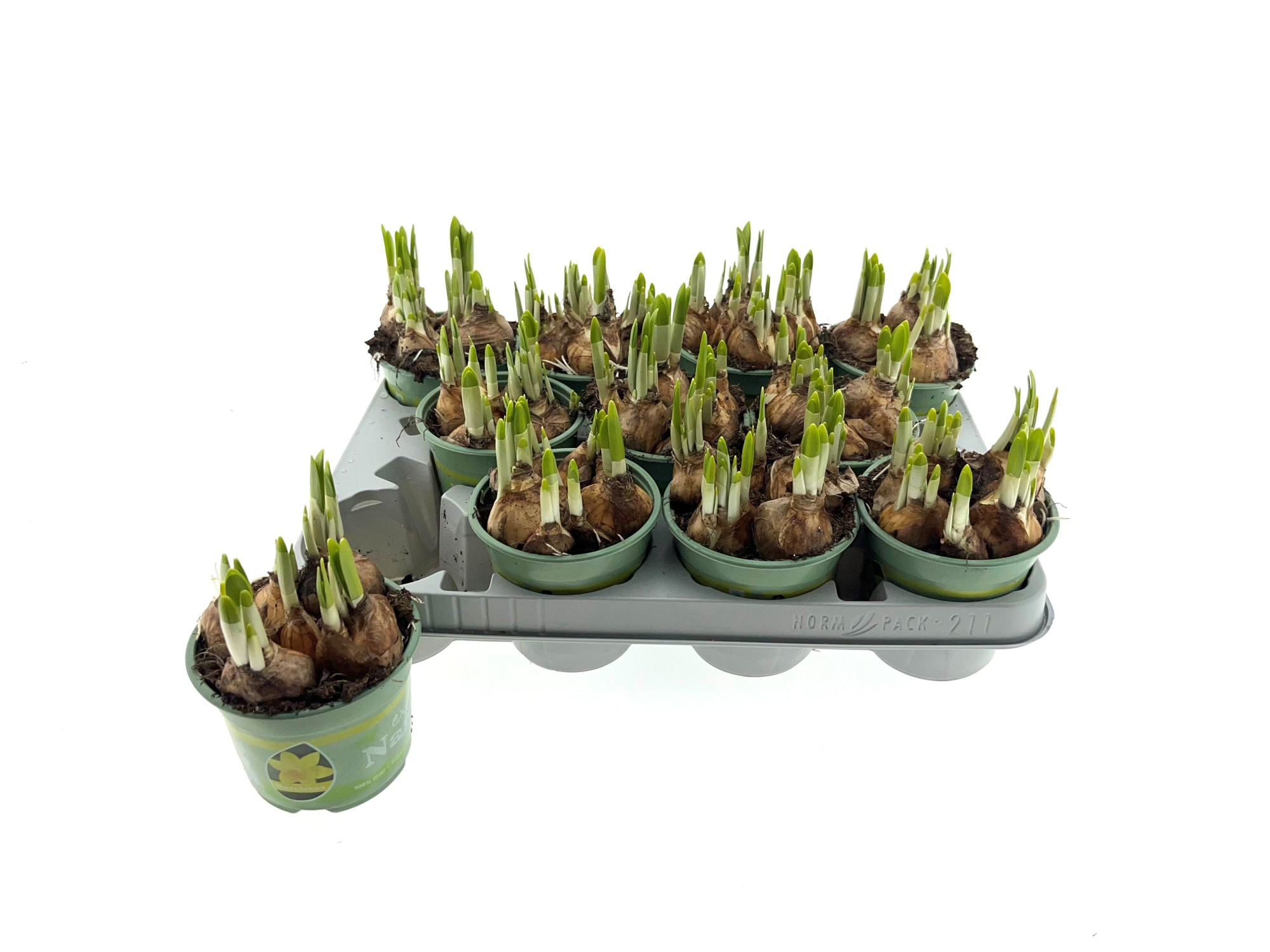 Narcis Tete a tete 10 cm, D 10