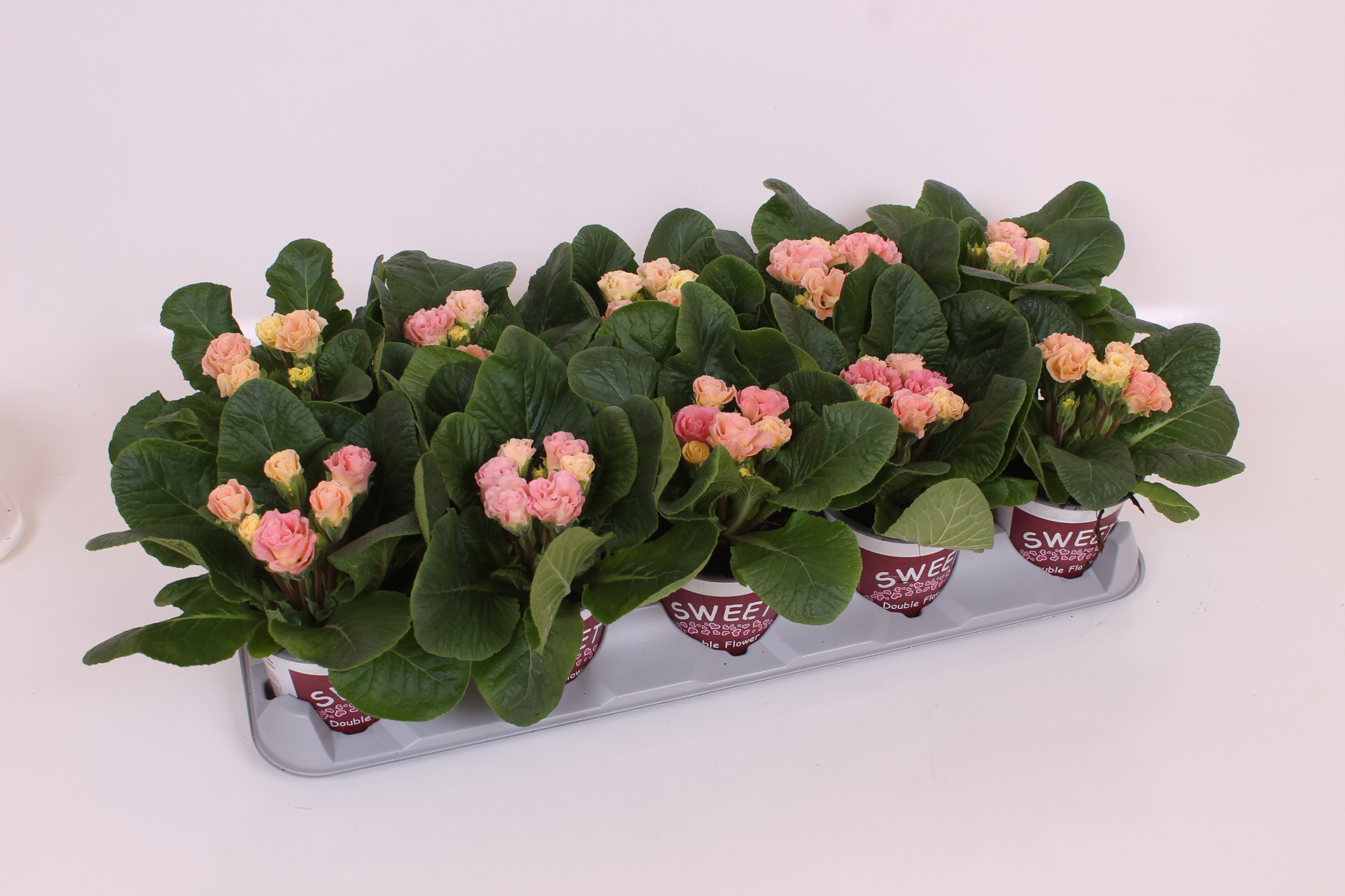 Primula Sweet Specials - Rosebud Tutti Frutti | Double Tullip Flowers, D 11
