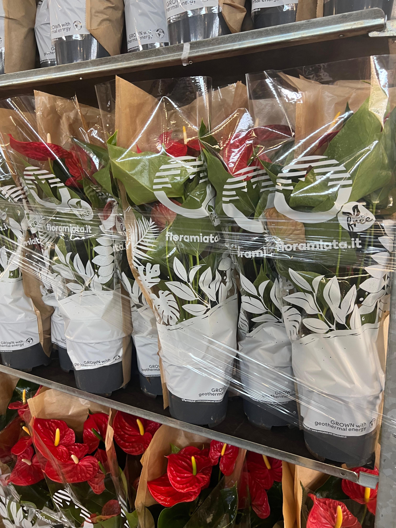 Anthurium Michigan 17cm, D 17