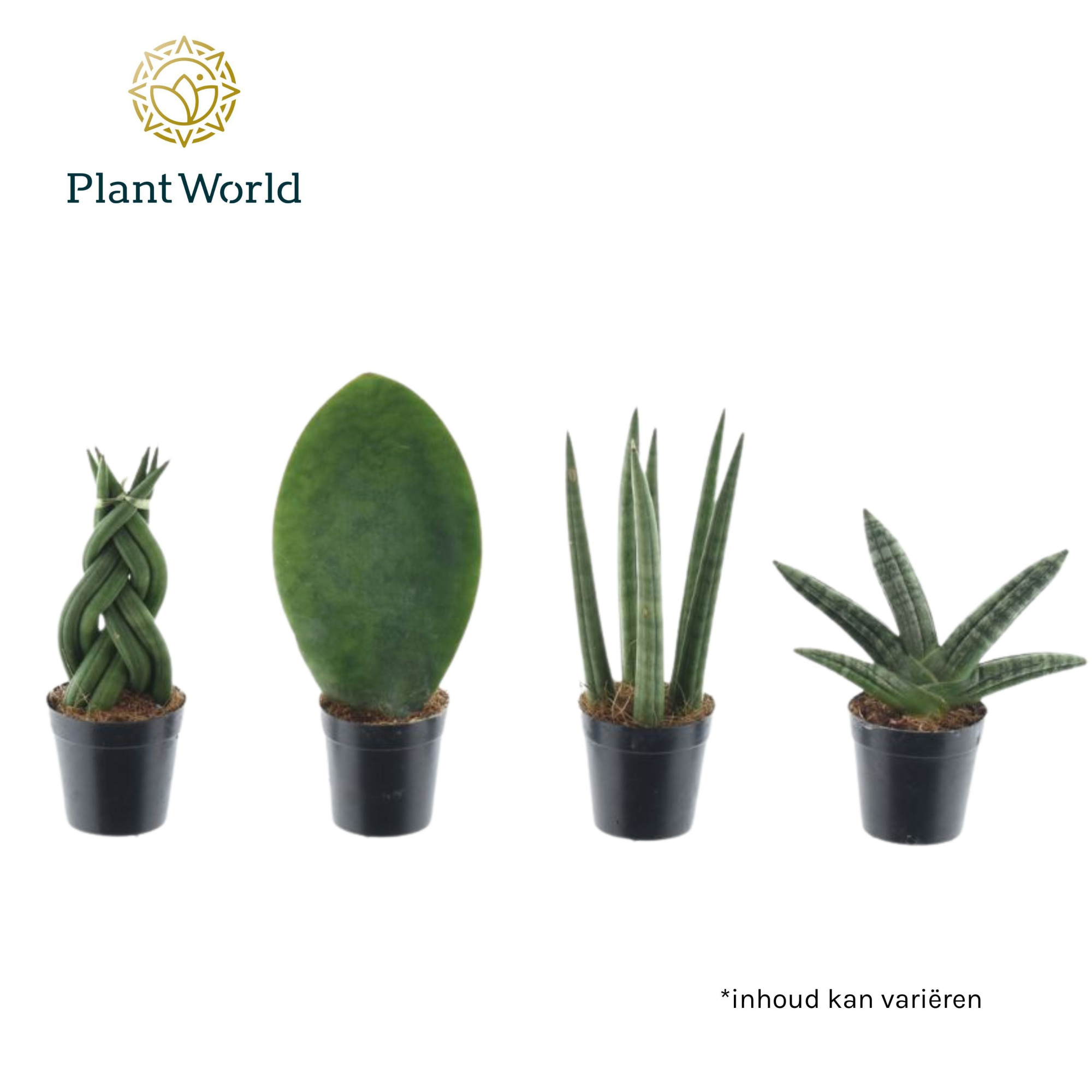 Sansevieria mix Kakarum, D 5,5
