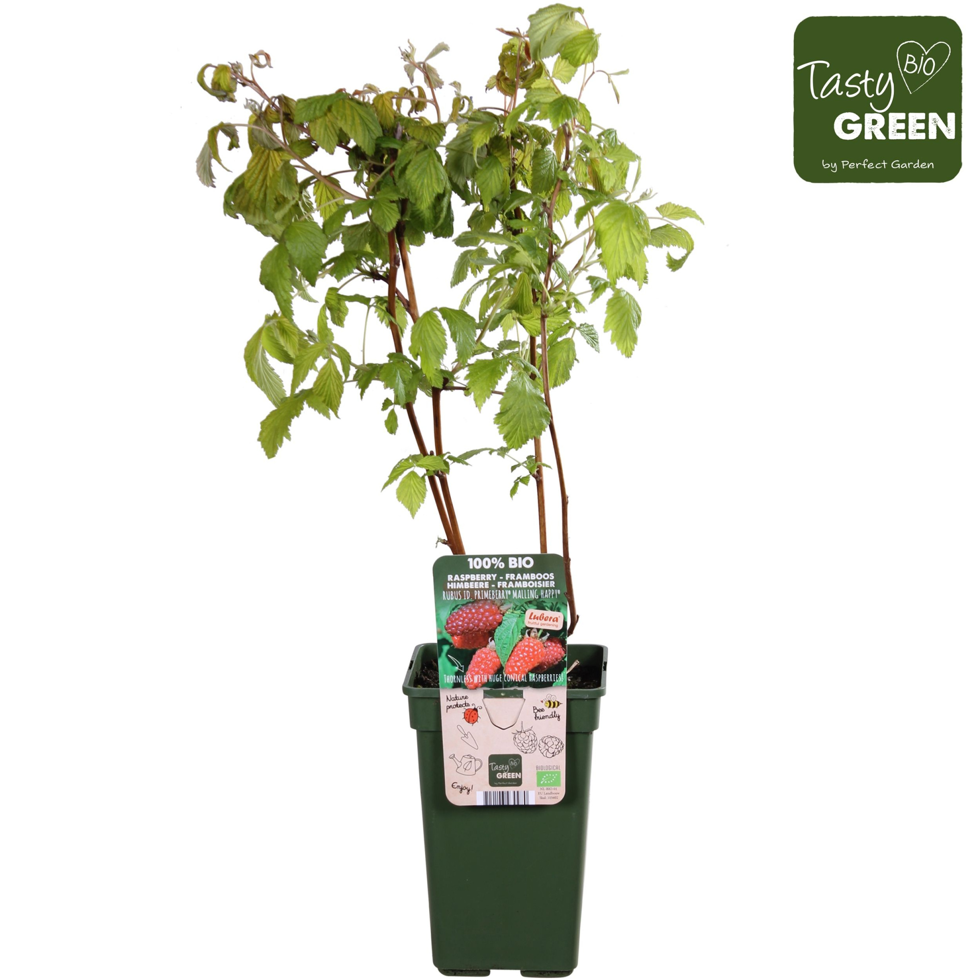 Rubus idaeus Autumn Happy® Bio P19, D 19 cm