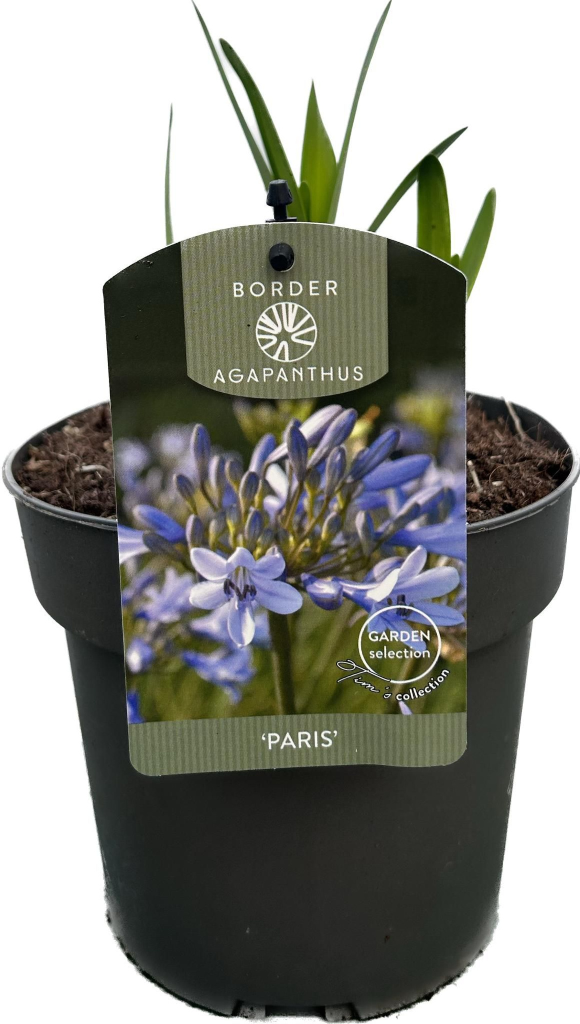 Agapanthus 'Paris' P17 GARDEN, D 17