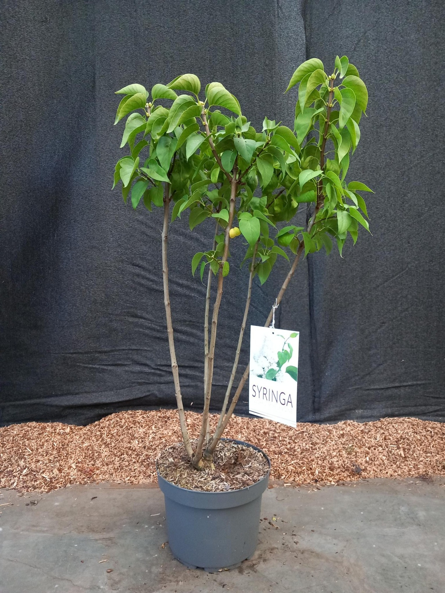 Syringa Mme. Lemoine, D 29 cm