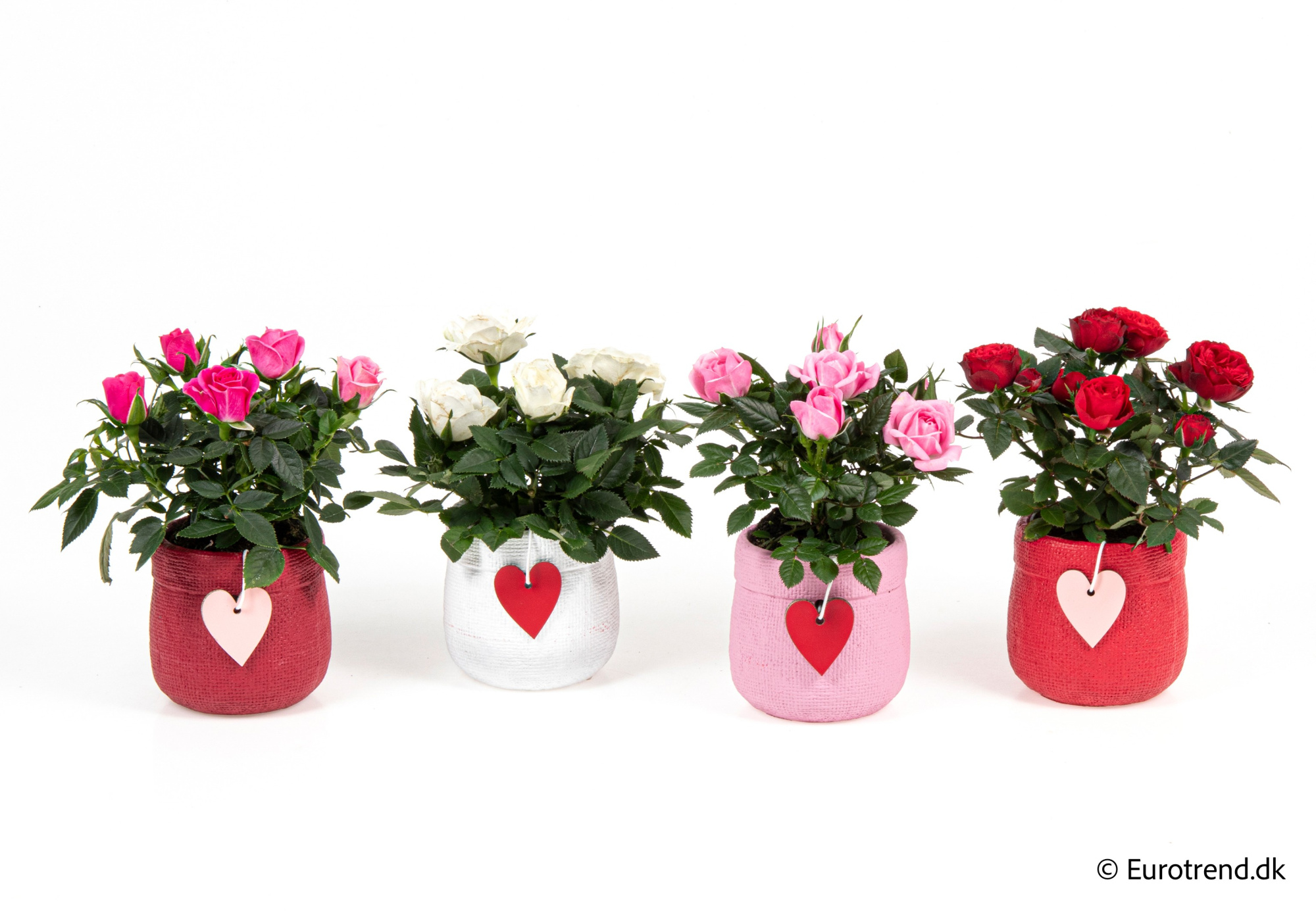 Roses in Valentine ceramic 2026, D 6