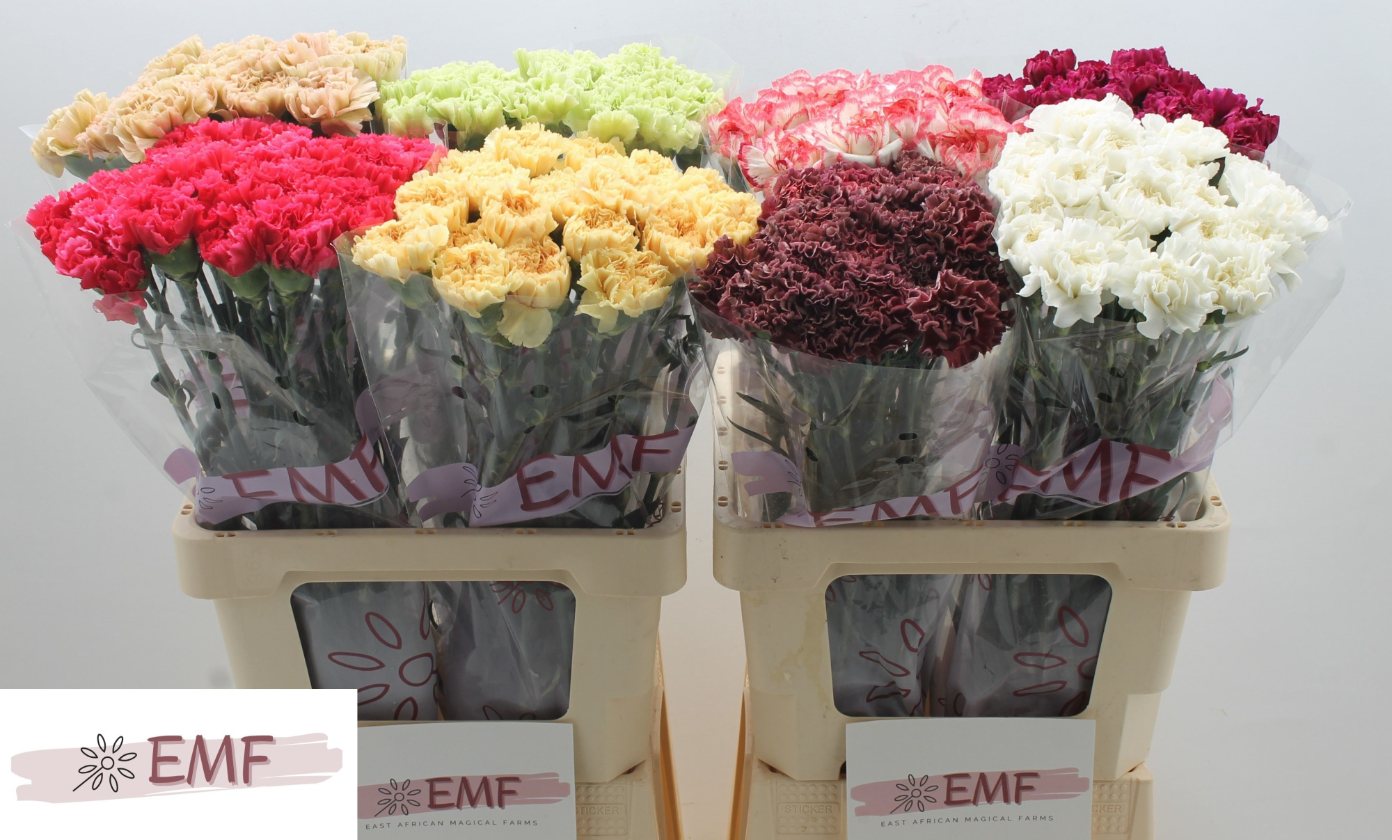 Диантус од. Микс в баке, шт.