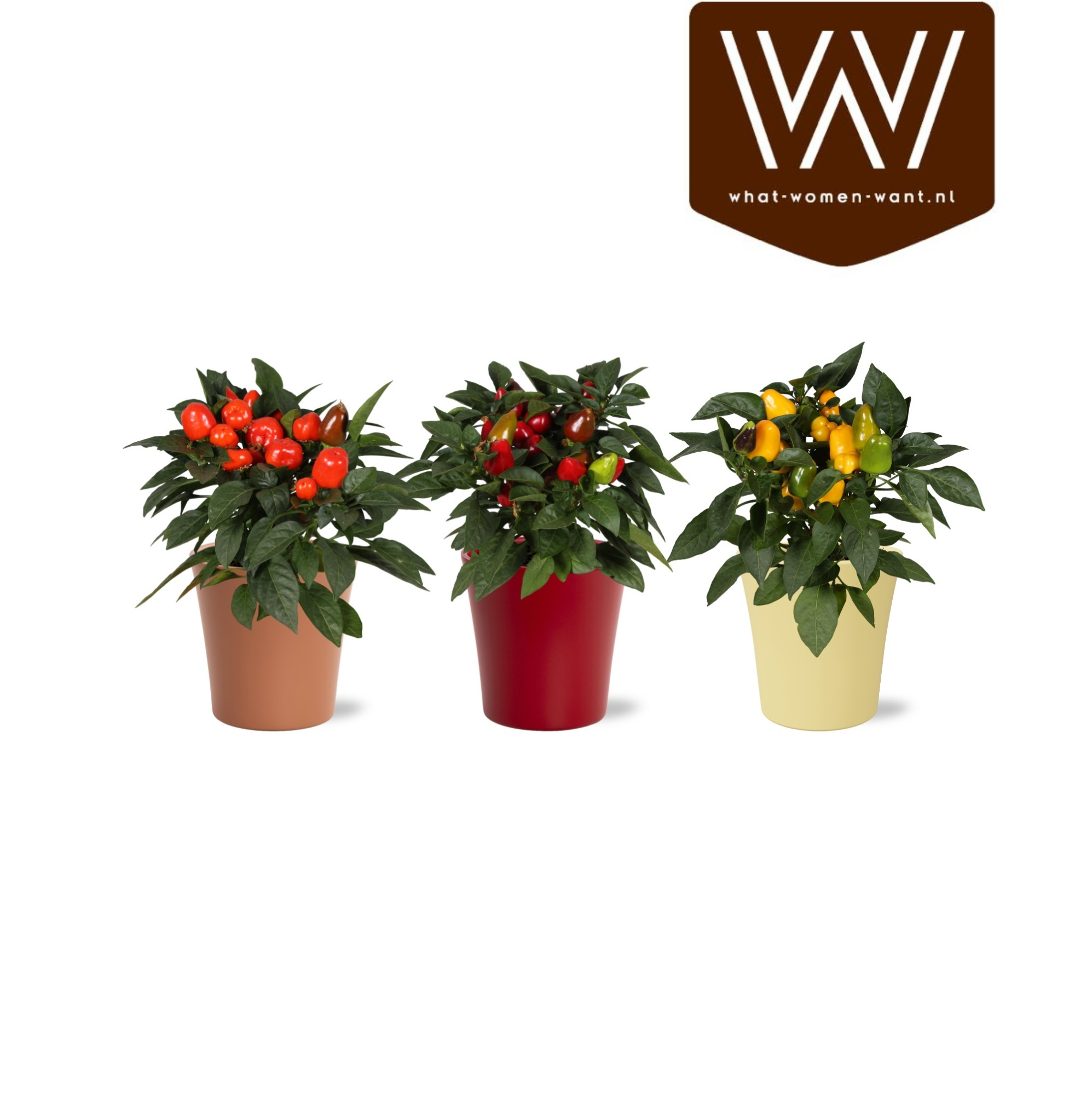 Capsicum Samba in Keramiek "Bombé" Gemengd, D 13 cm