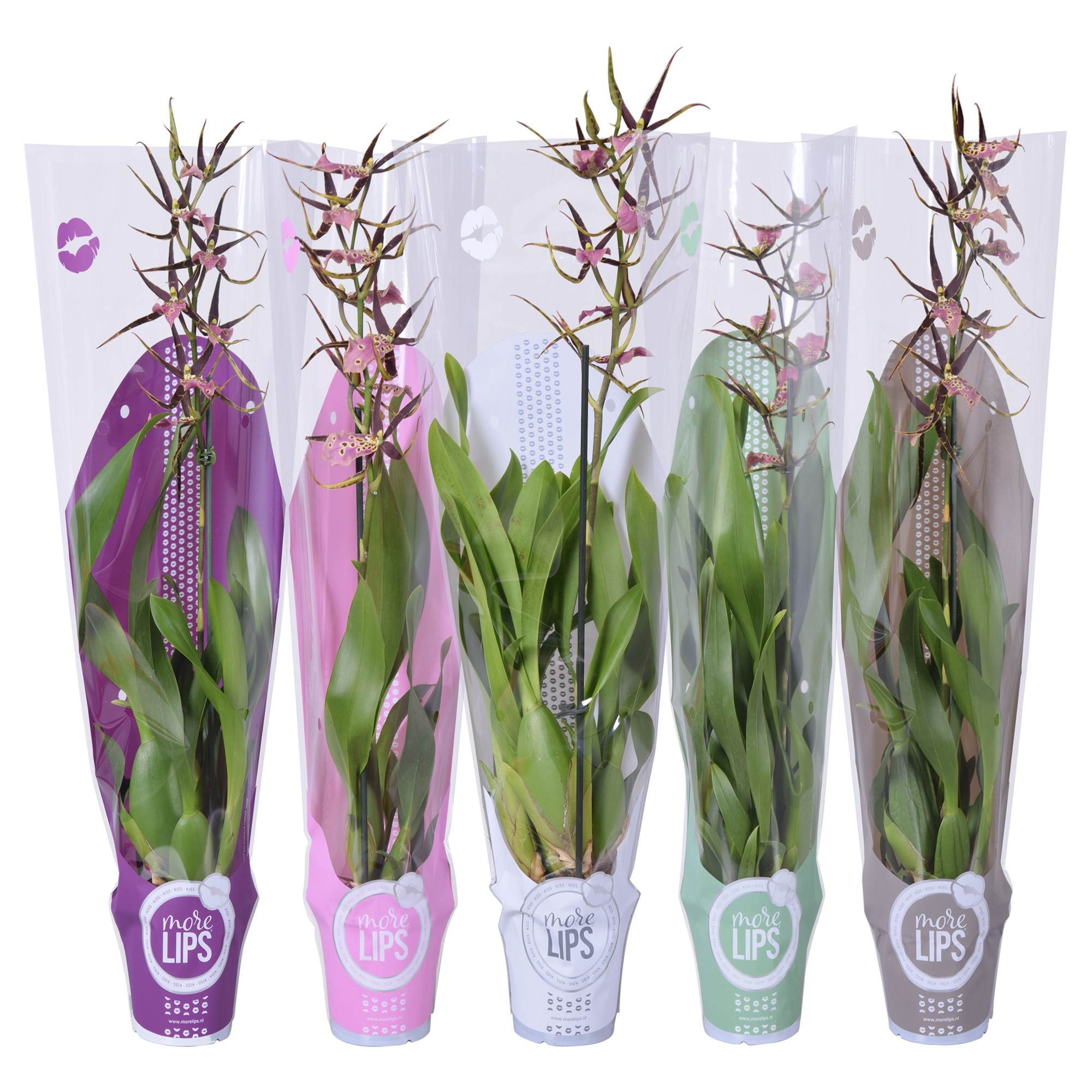MoreLIPS® Brassia mix 1 tak met taupe, witte, groene, roze en paarse showhoes, D 12 cm