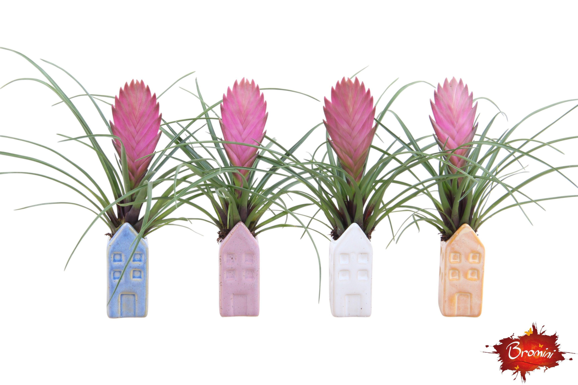 Holland House Cyanea, D 5 cm