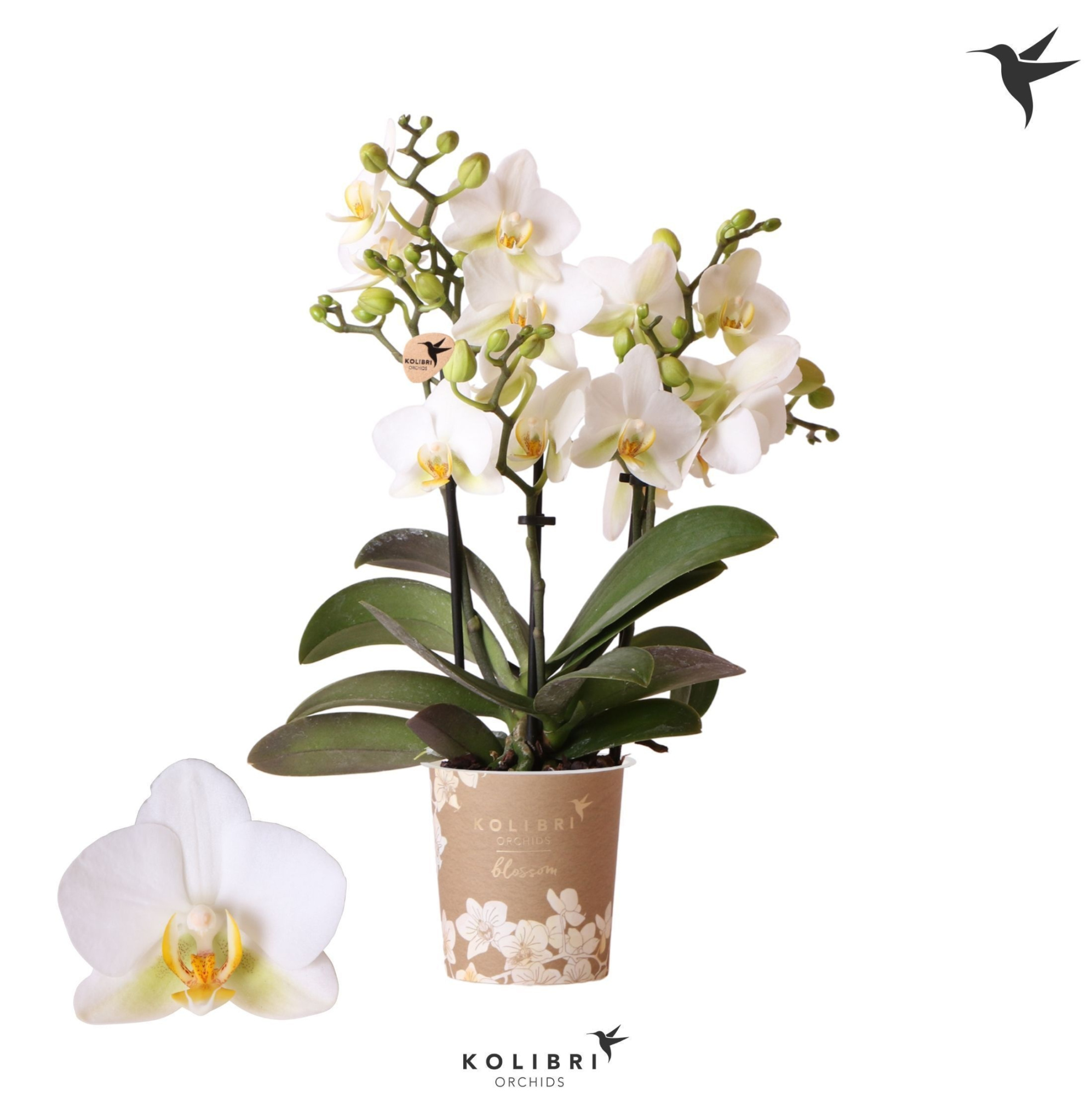 Kolibri Orchids Phalaenopsis Blossom Lausanne 3spike, D 9 cm