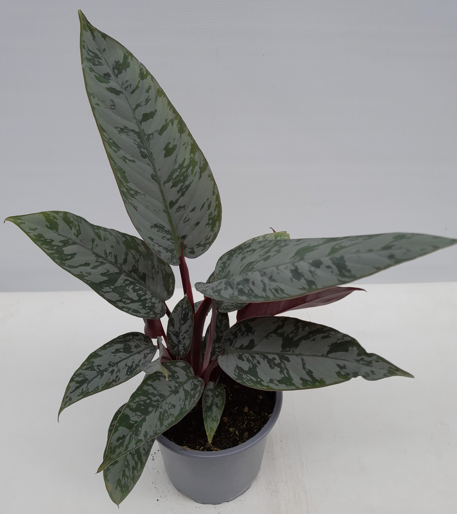 APOBALLIS ACUMINATISSIMA, D 12 cm