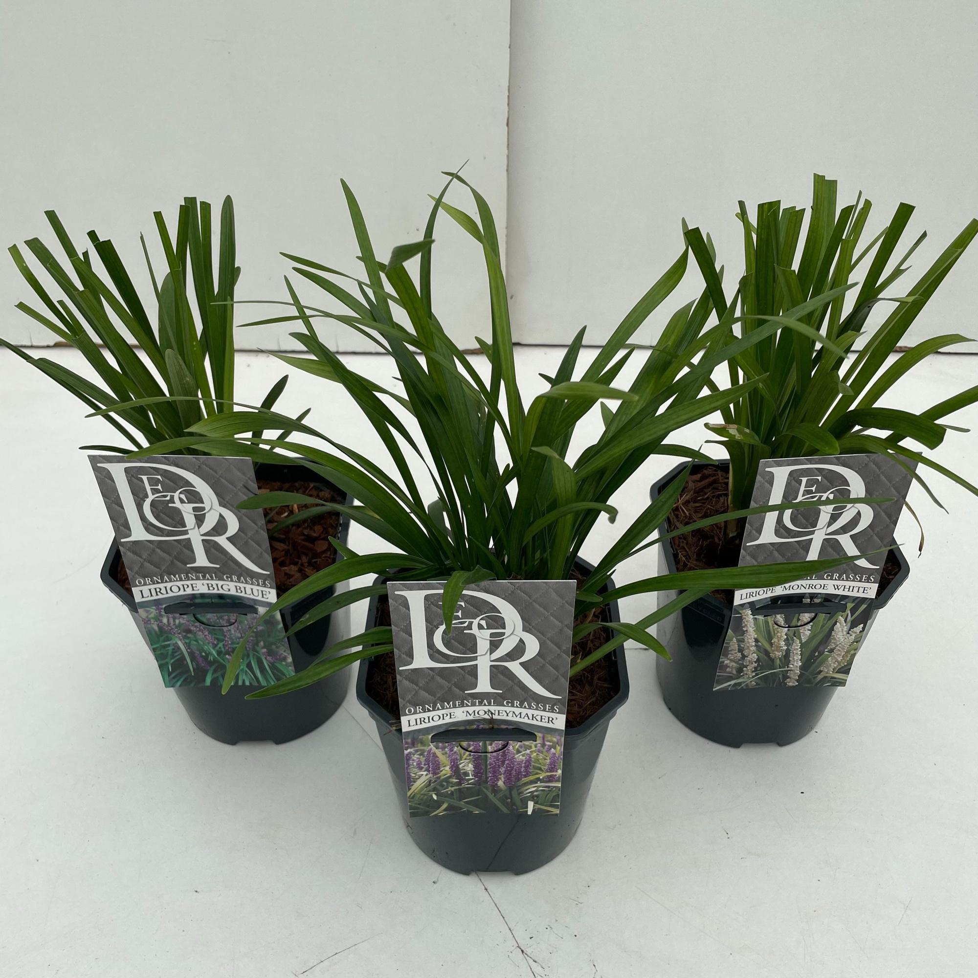 Liriope mix, D 17 cm