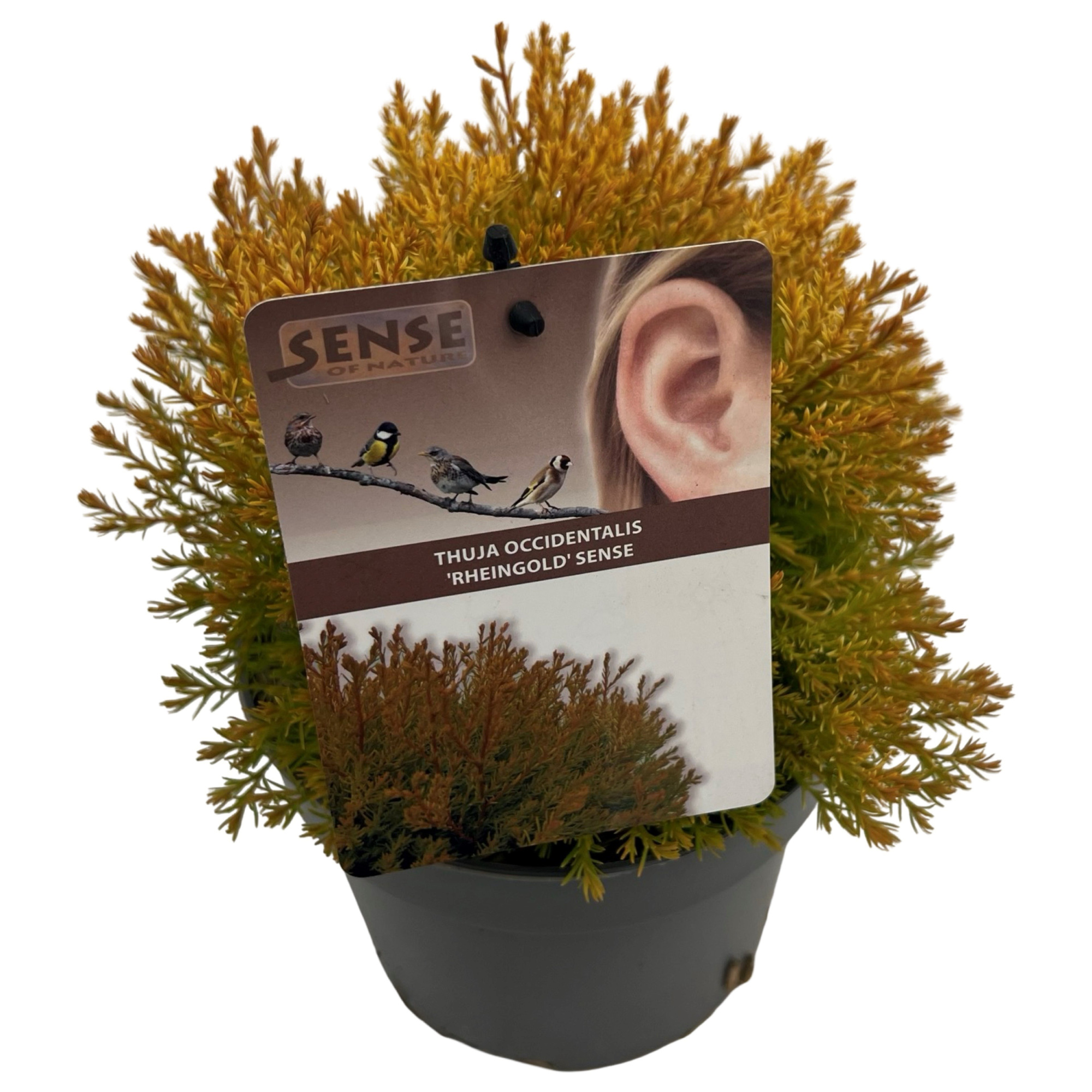 Thuja occ. 'Rheingold' sense, D 17