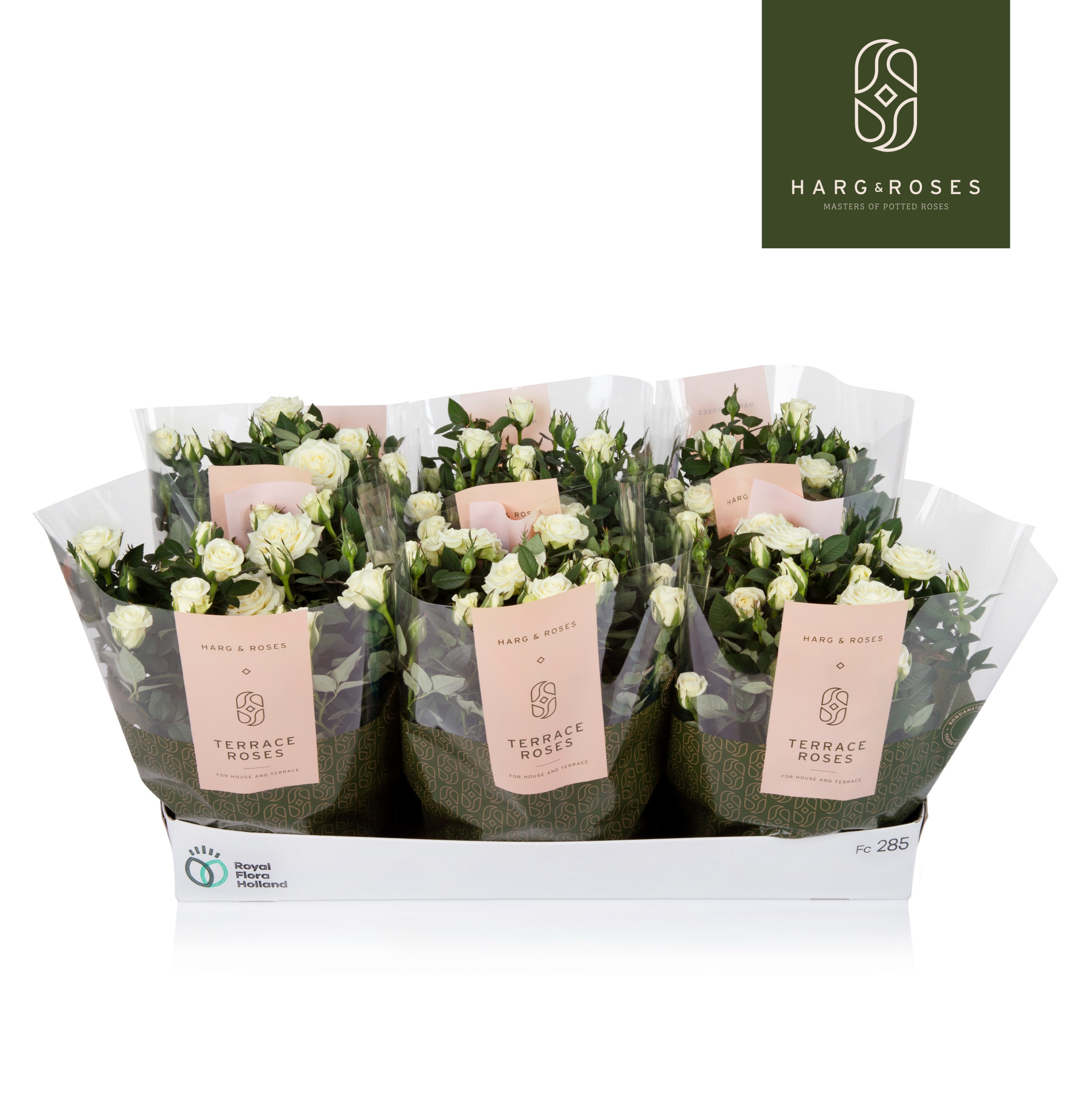 Rosa Kordana Schaal Wit, D 21 cm