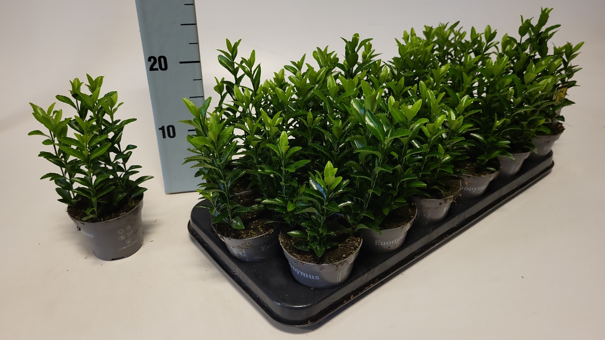 Euonymus jap. Green Spire 9 cm, D 9 cm