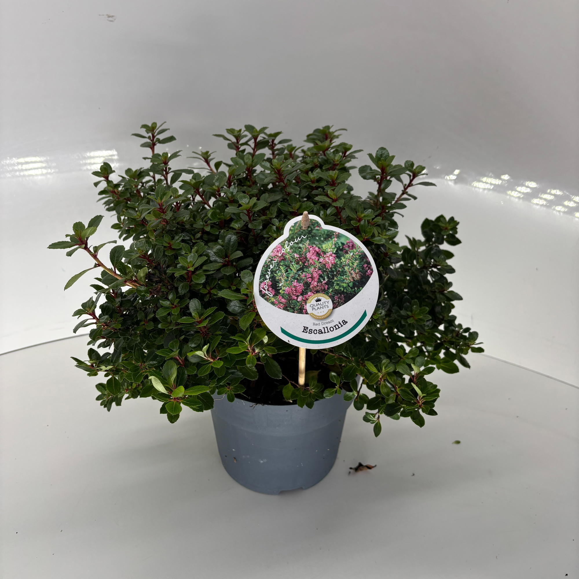 Escallonia 'Red Dream, D 17