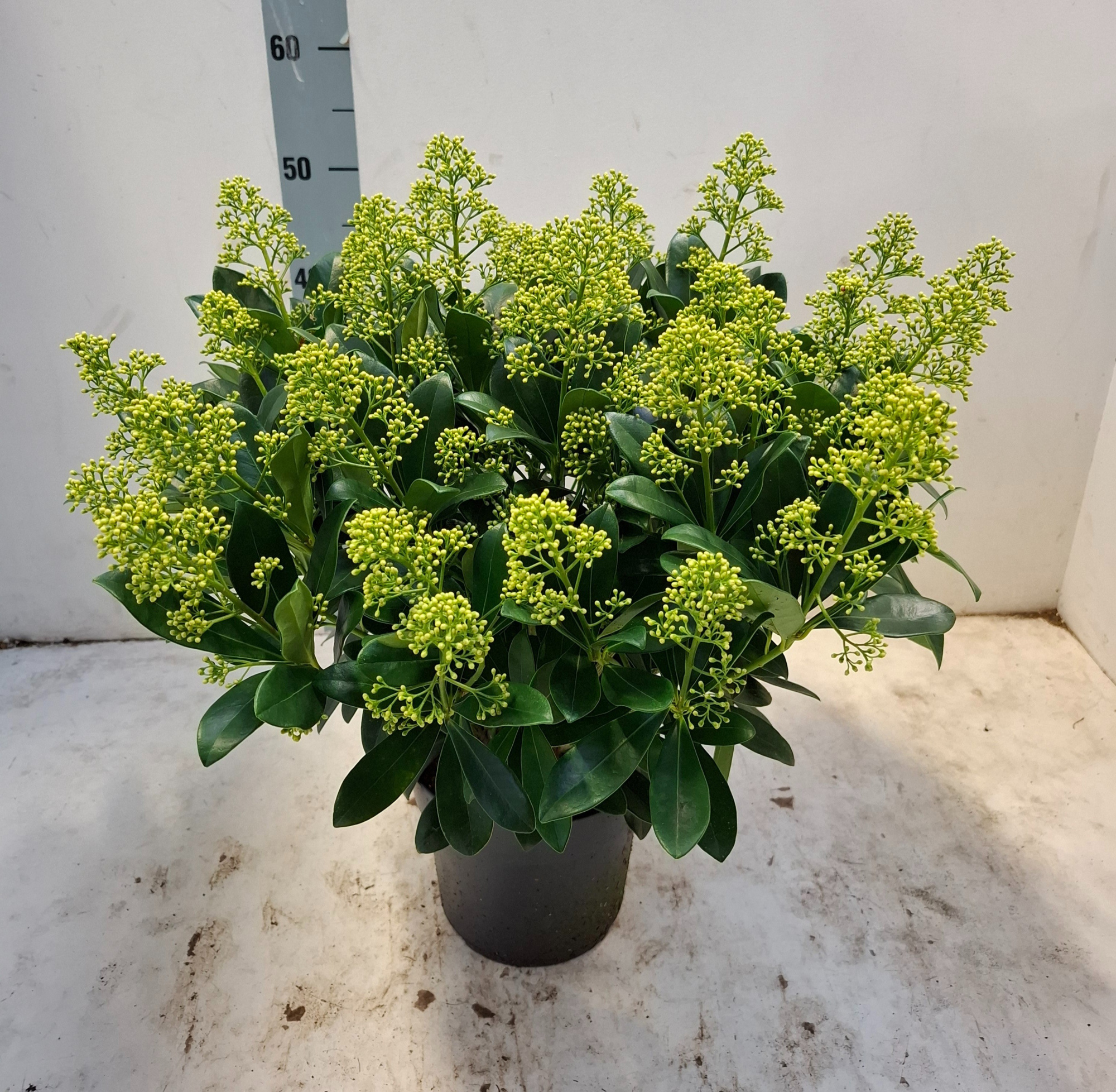 Finchy 19 cm 40+ bloem, D 19