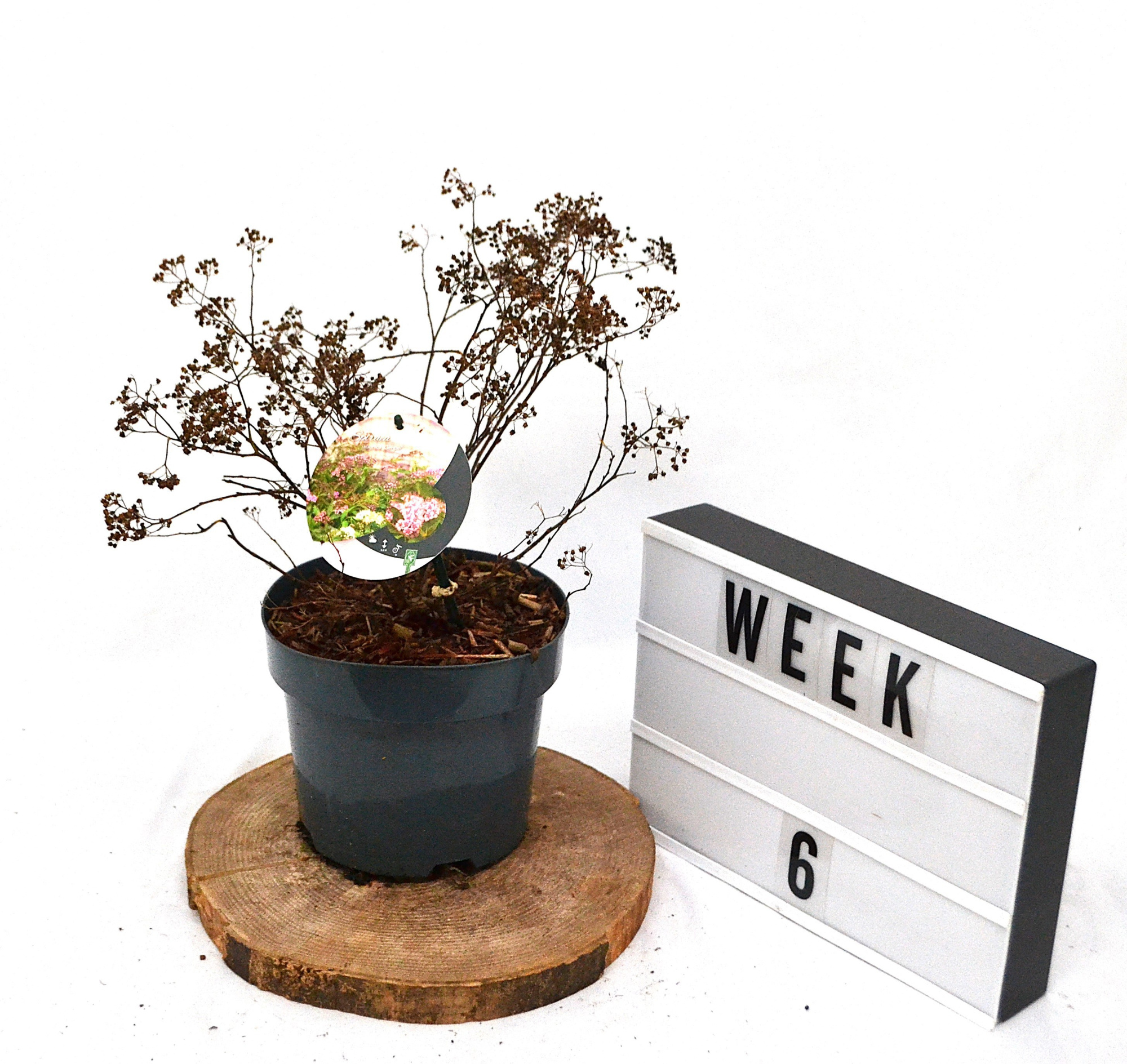 Spiraea japonica Genpei C3, D 19