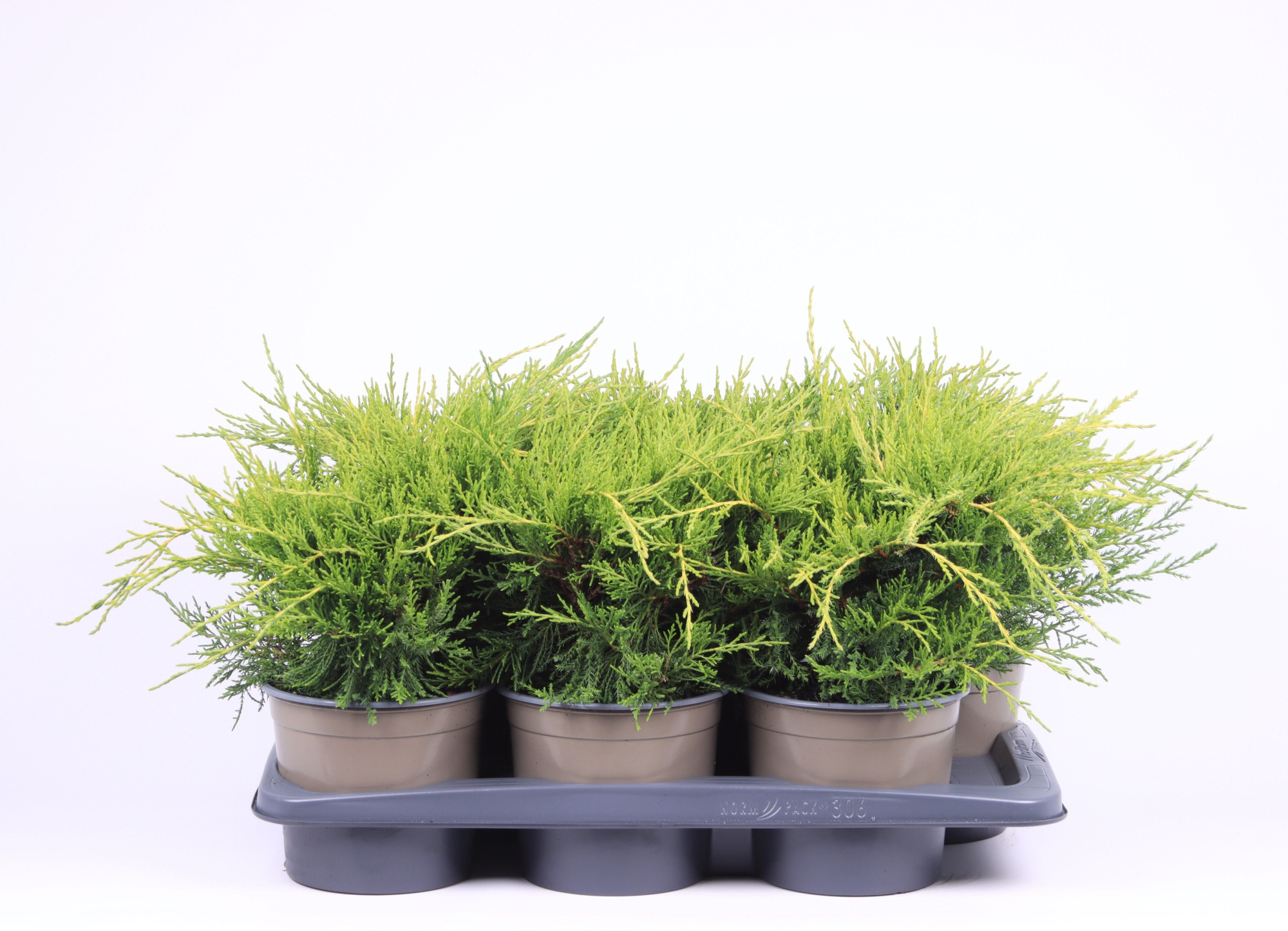 Juniperus x pfitzeriana 'Gold Coast', D 17 cm